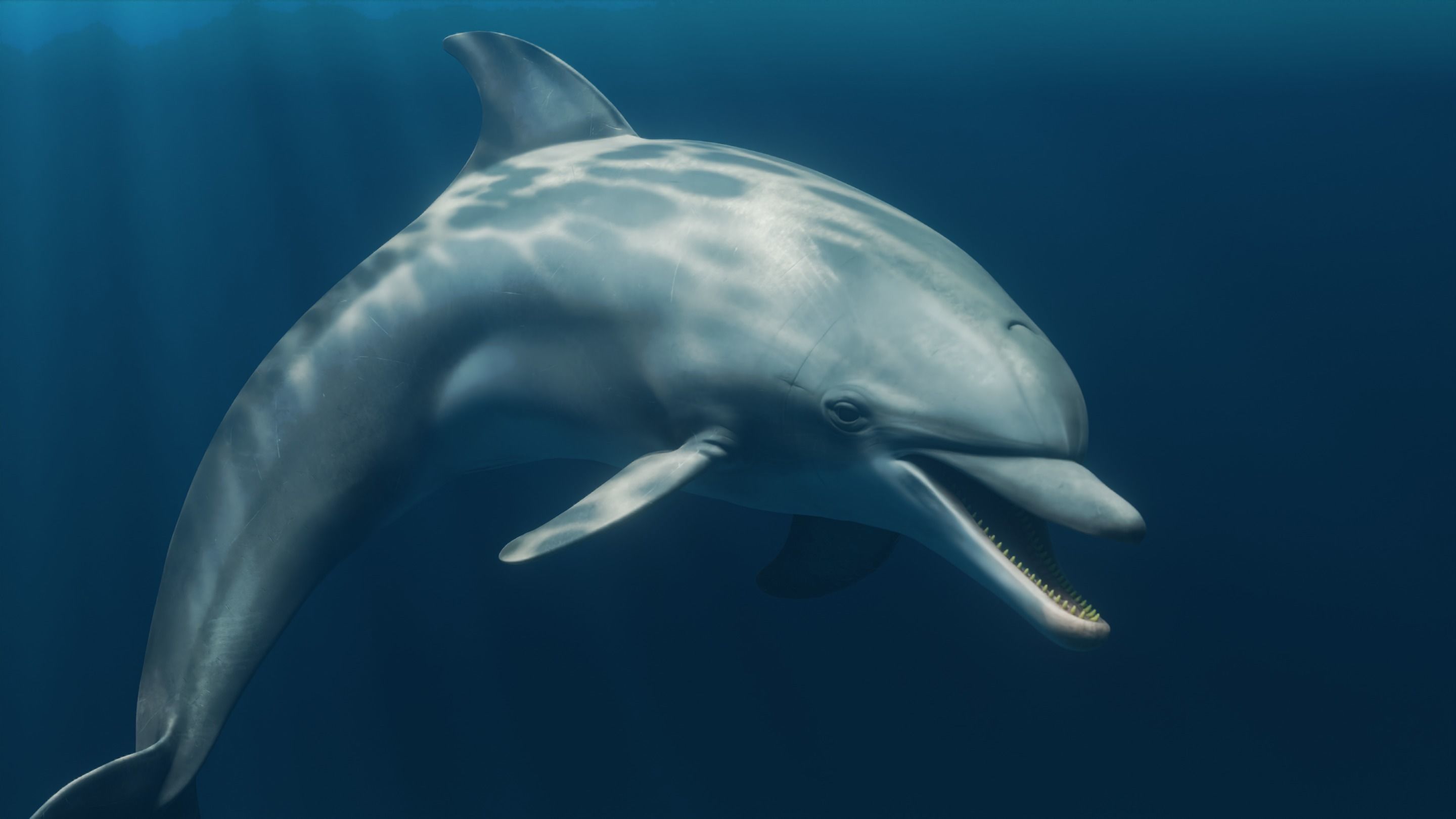 Dolphin Animated  Low-poly 3D model_5