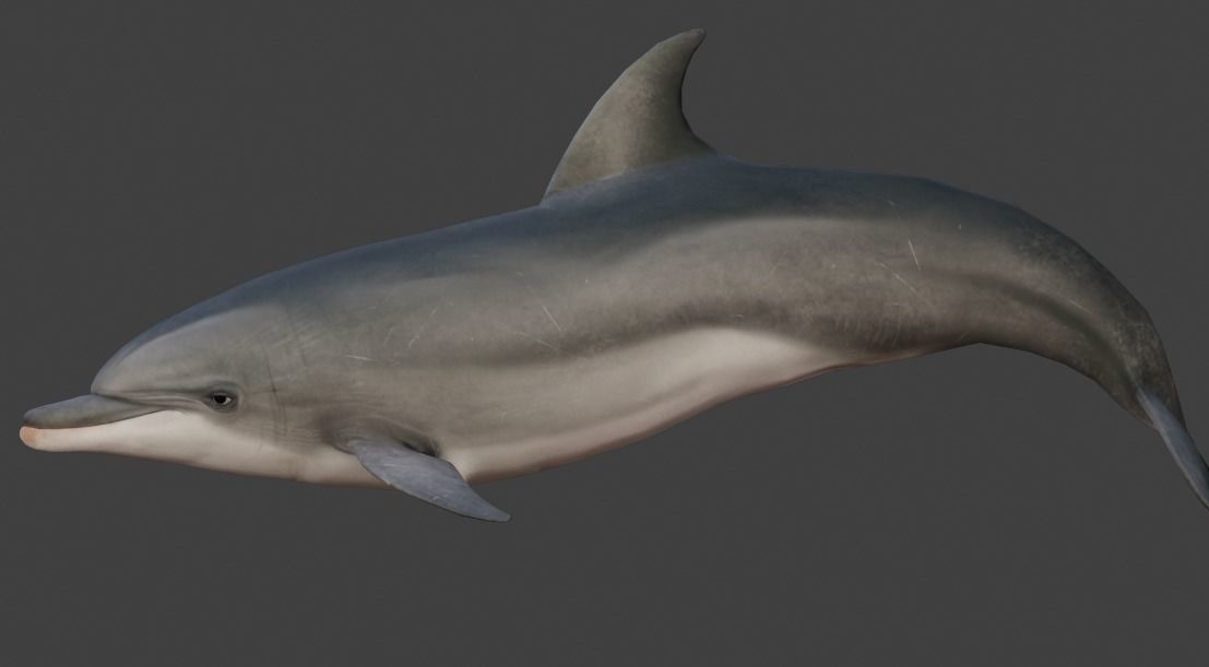 Dolphin Animated  Low-poly 3D model_9