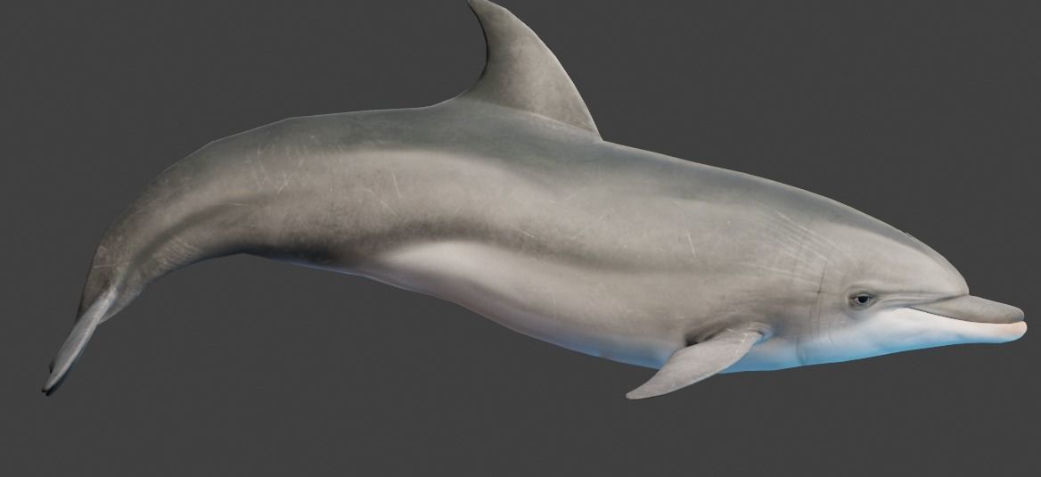 Dolphin Animated  Low-poly 3D model_8