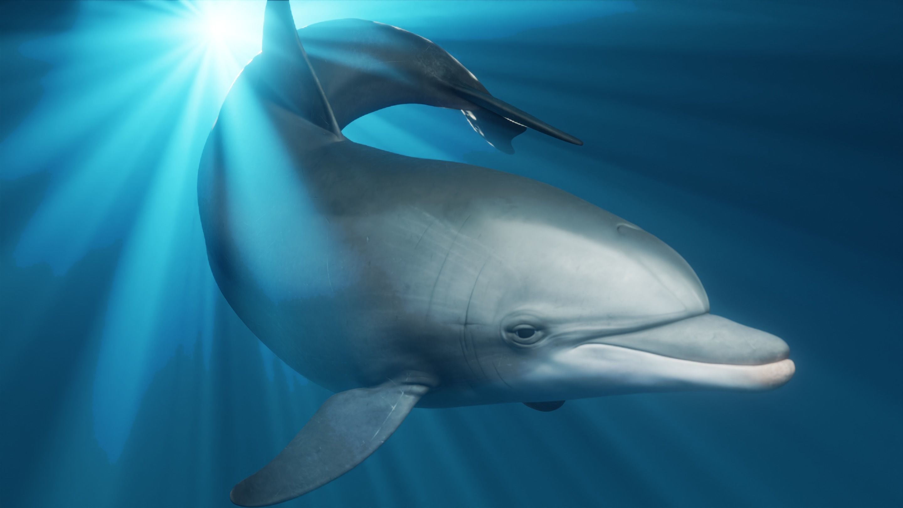 Dolphin Animated  Low-poly 3D model_4
