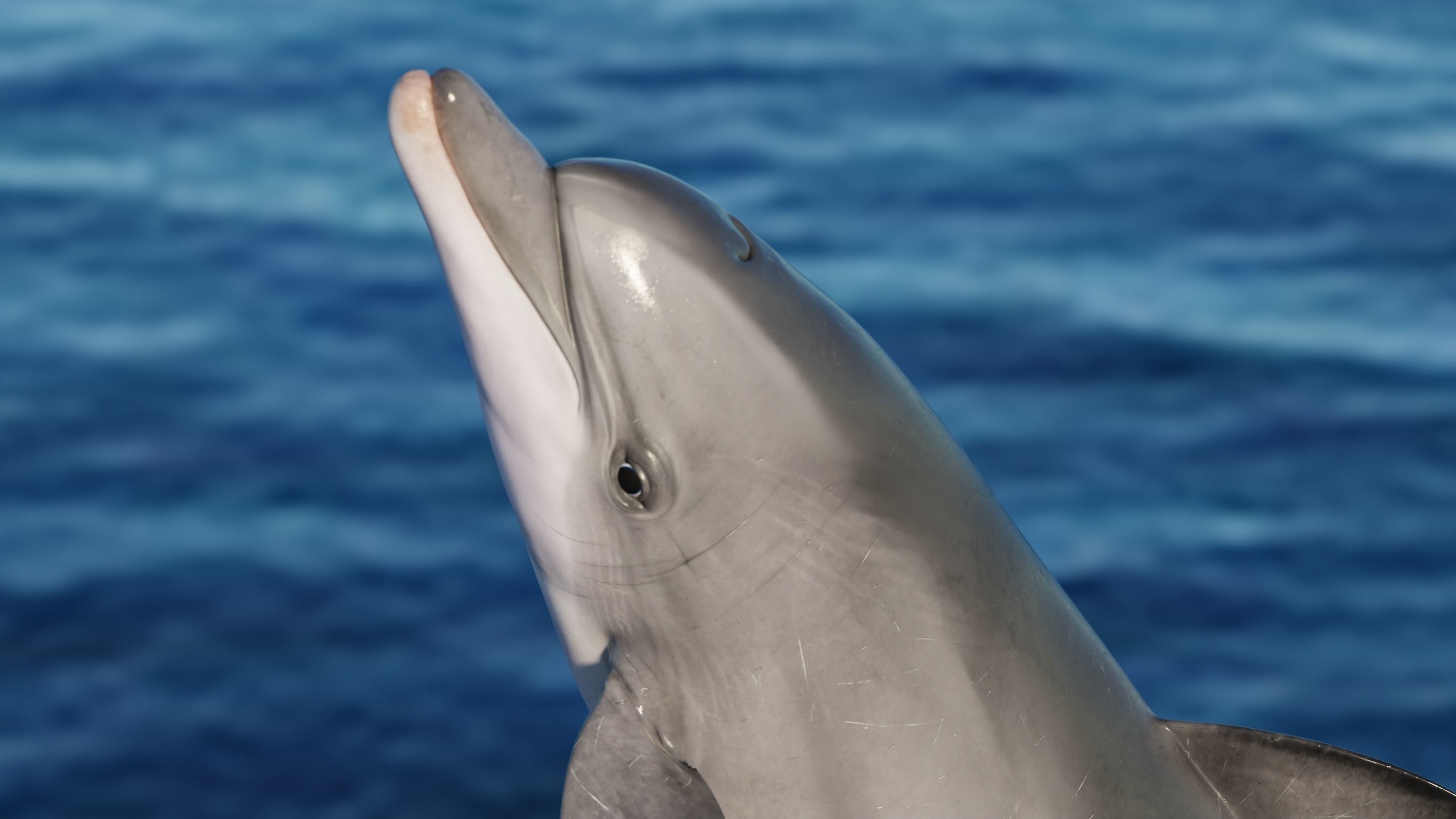 Dolphin Animated  Low-poly 3D model_2