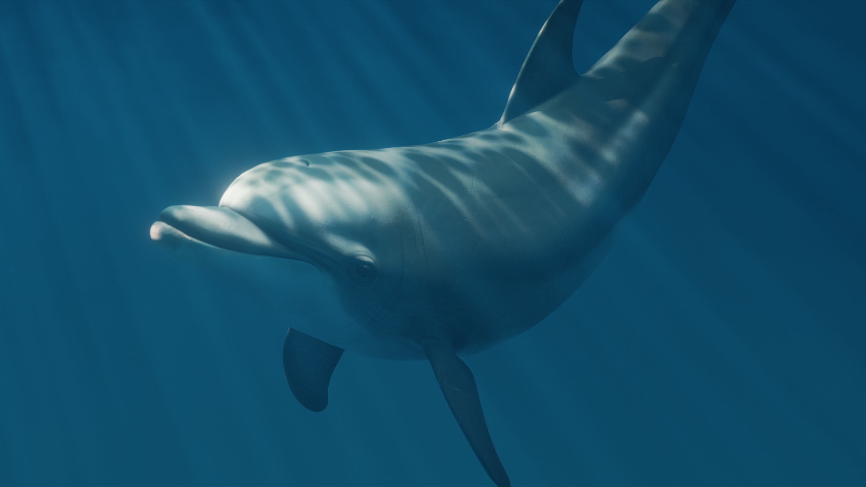 Dolphin Animated  Low-poly 3D model_3
