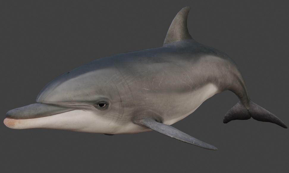 Dolphin Animated  Low-poly 3D model_7
