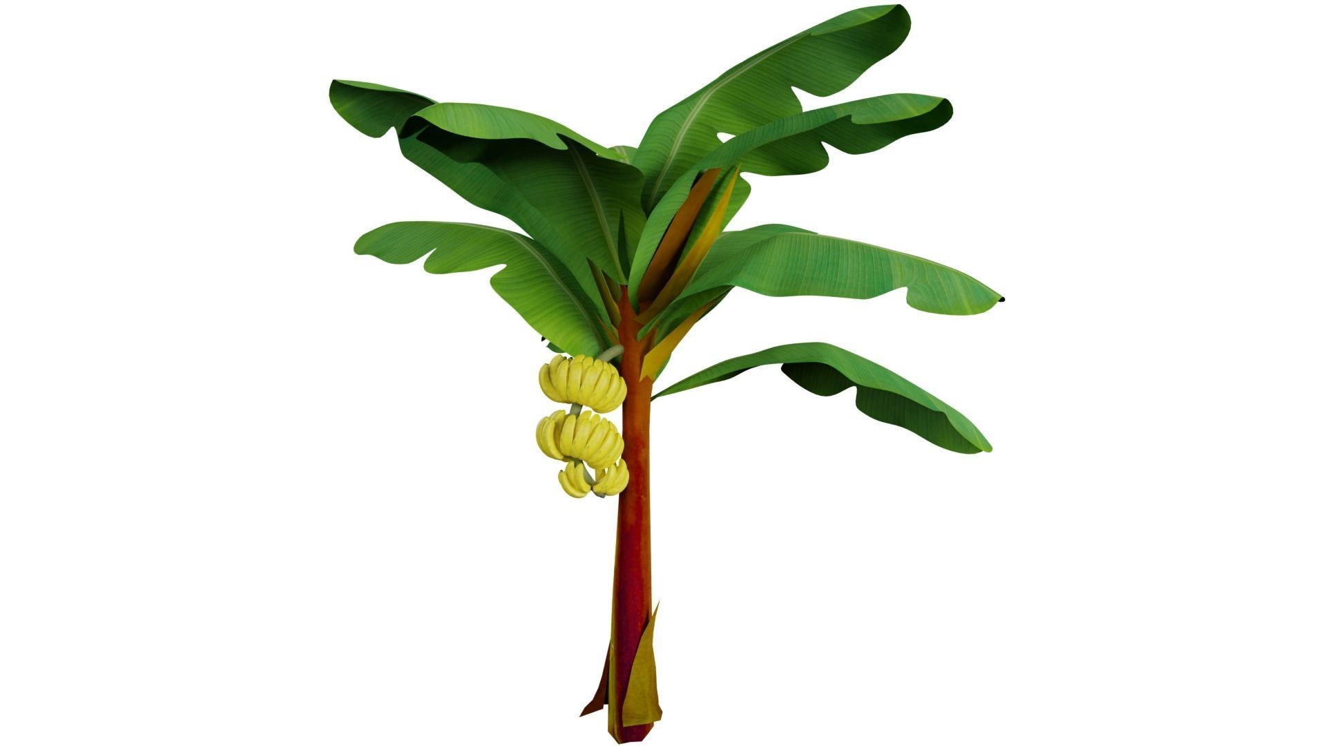 Banana Tree 3D model_2
