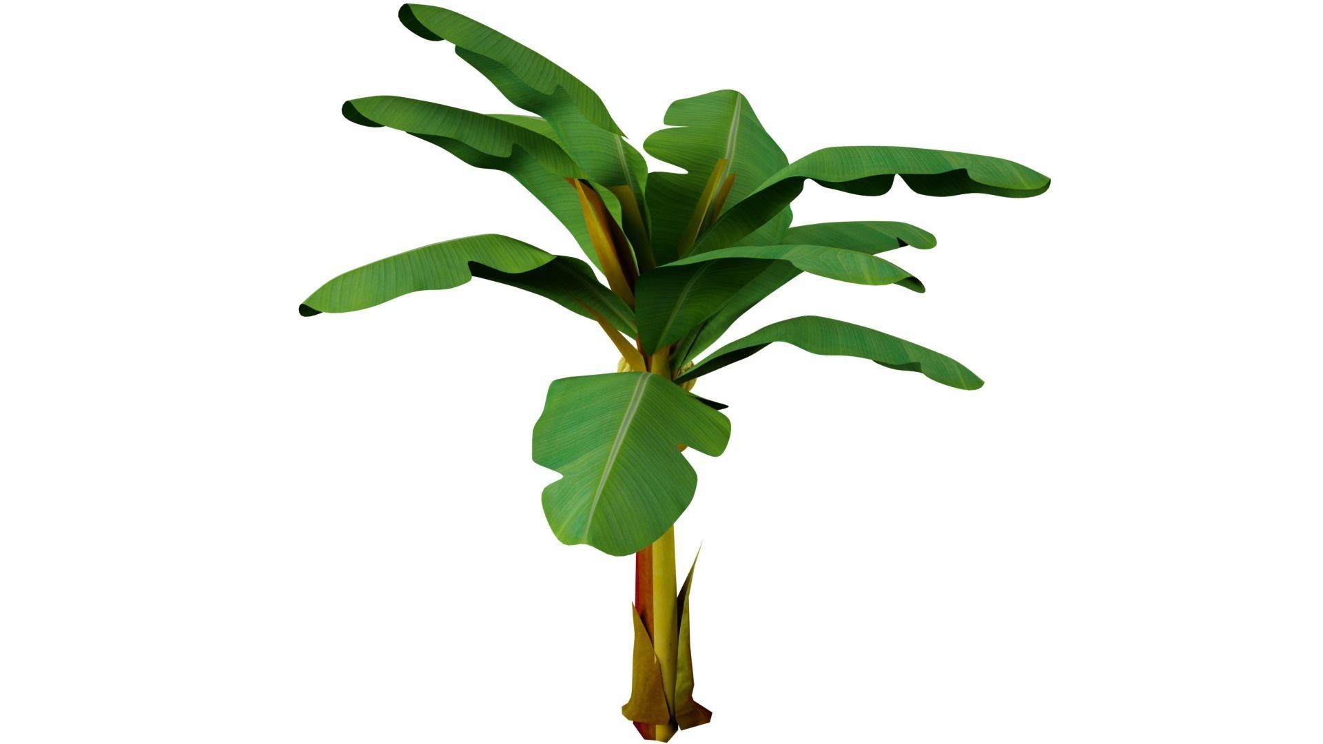 Banana Tree 3D model_5