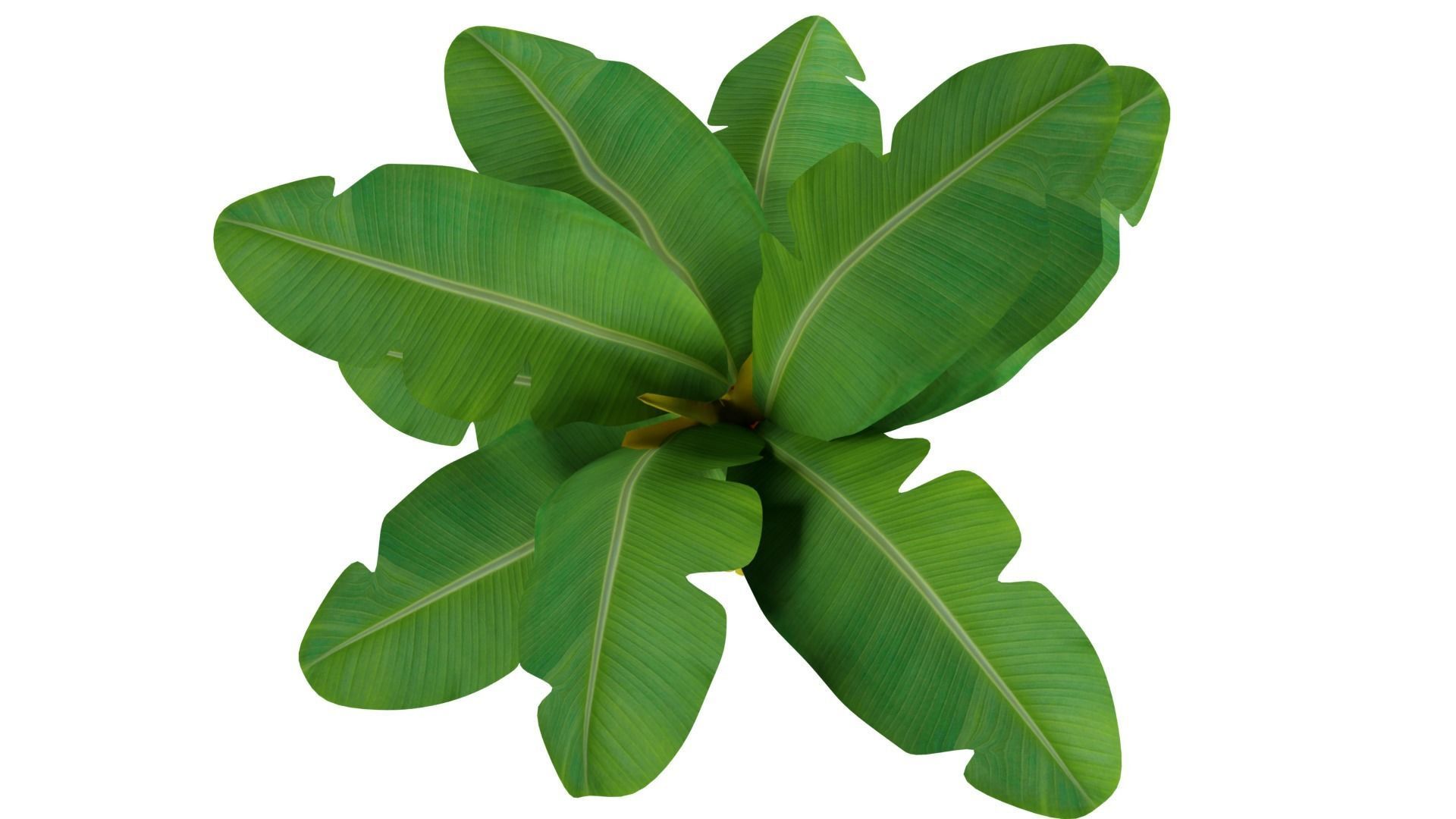 Banana Tree 3D model_7