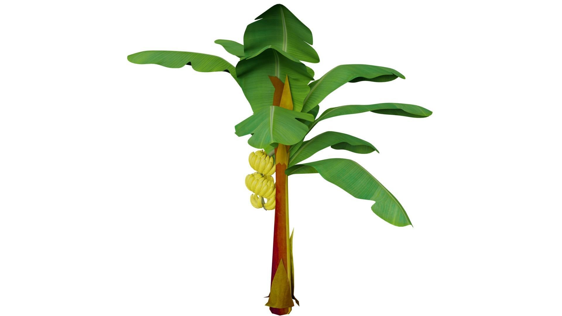 Banana Tree 3D model_3
