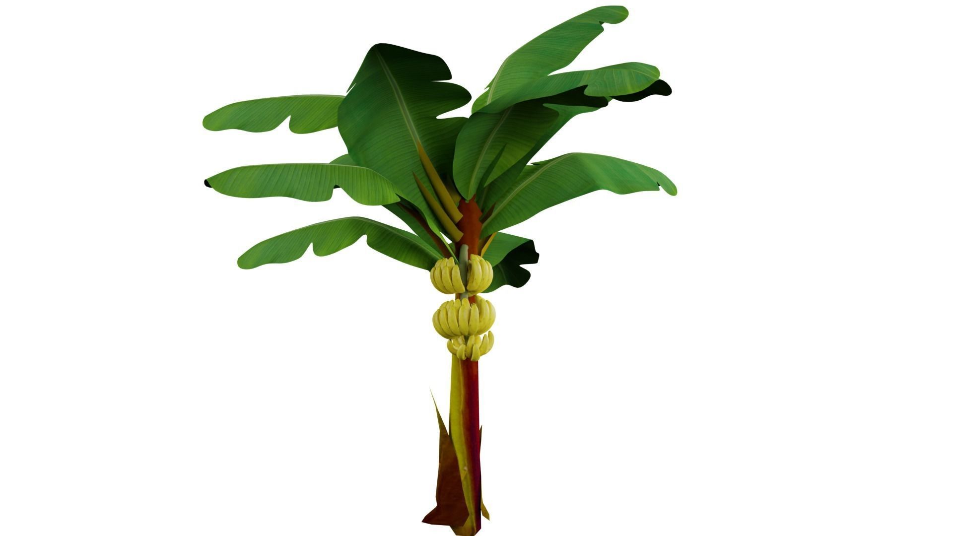 Banana Tree 3D model_1