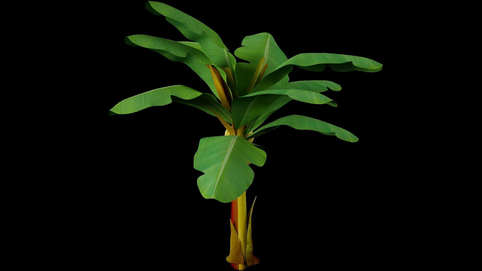 Banana Tree 3D model_4