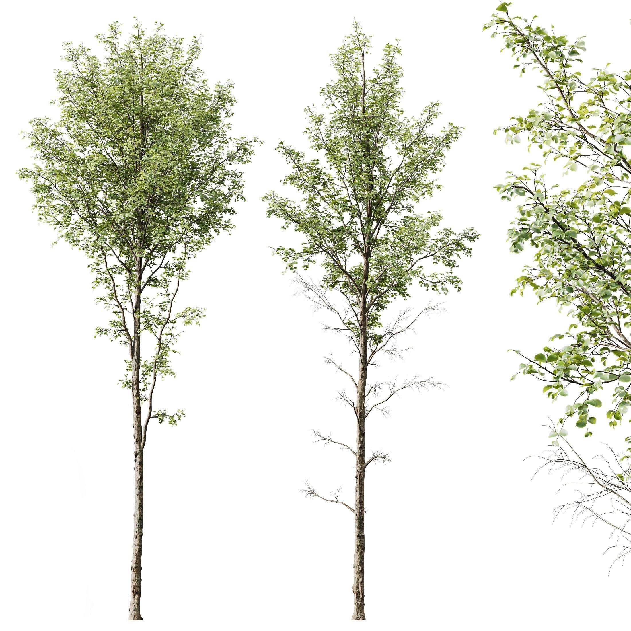 6 Different SETS of Plant Tree SET VOL142 3D Model Collection_10