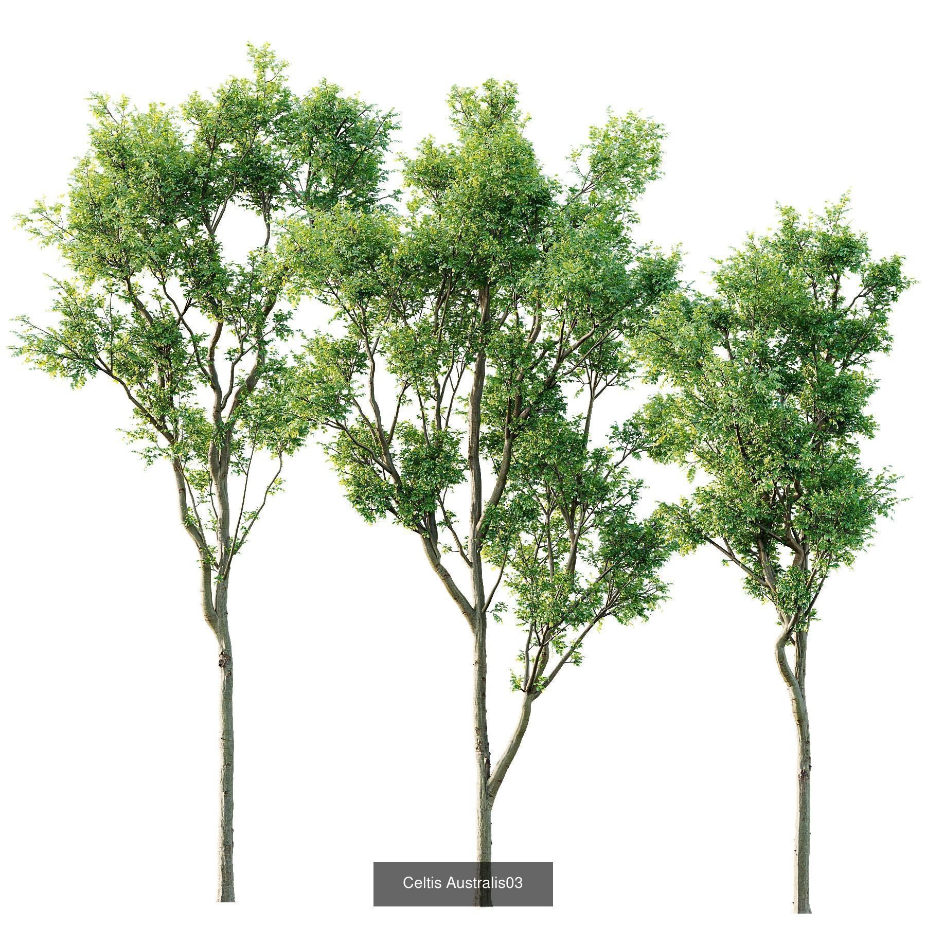 6 Different SETS of Plant Tree SET VOL142 3D Model Collection_4