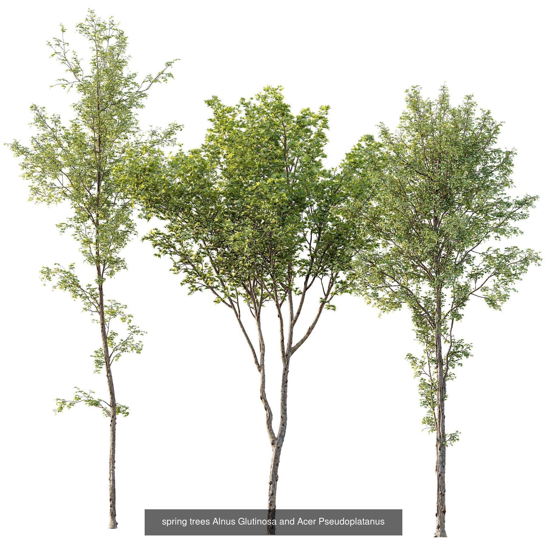 6 Different SETS of Plant Tree SET VOL142 3D Model Collection_5