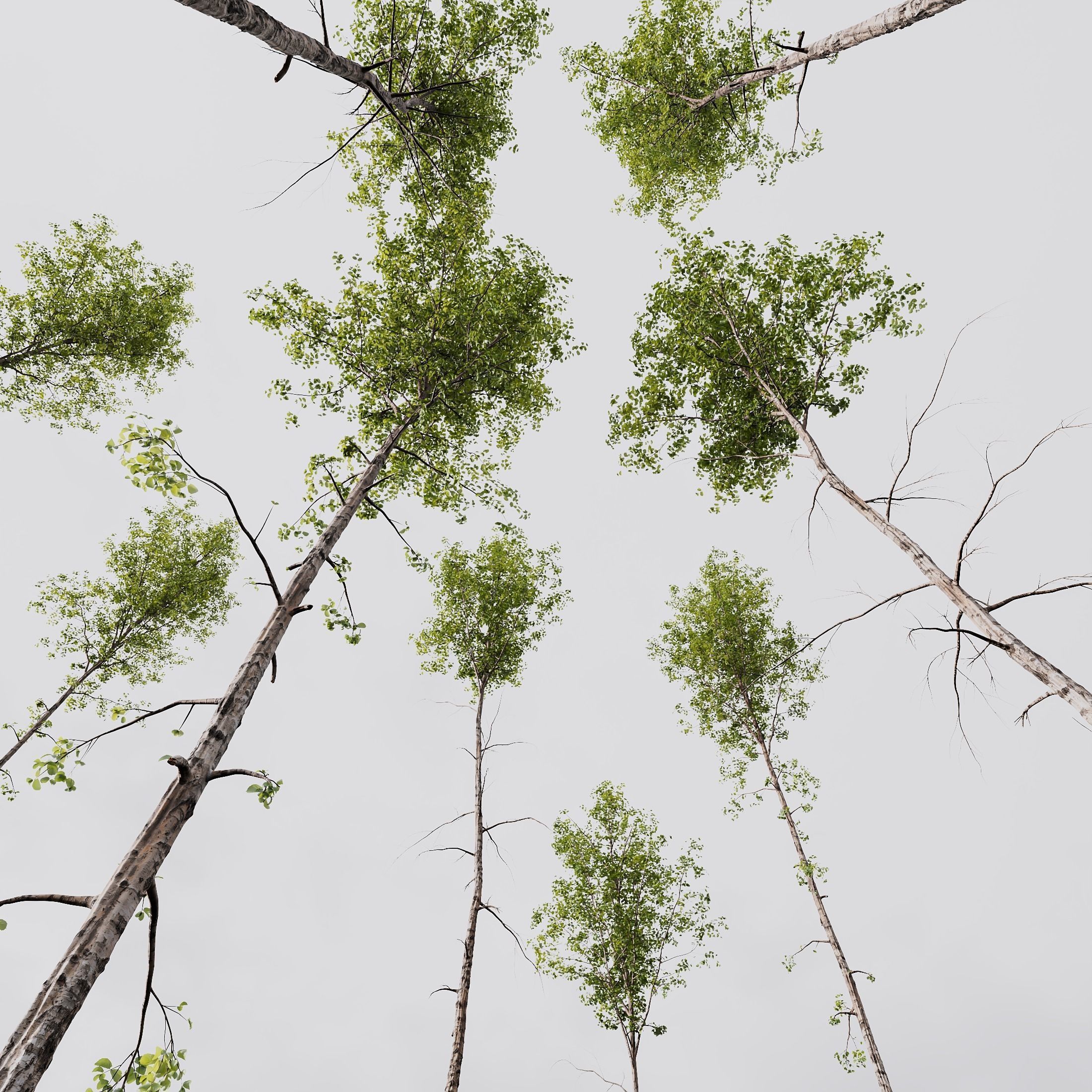 6 Different SETS of Plant Tree SET VOL142 3D Model Collection_16