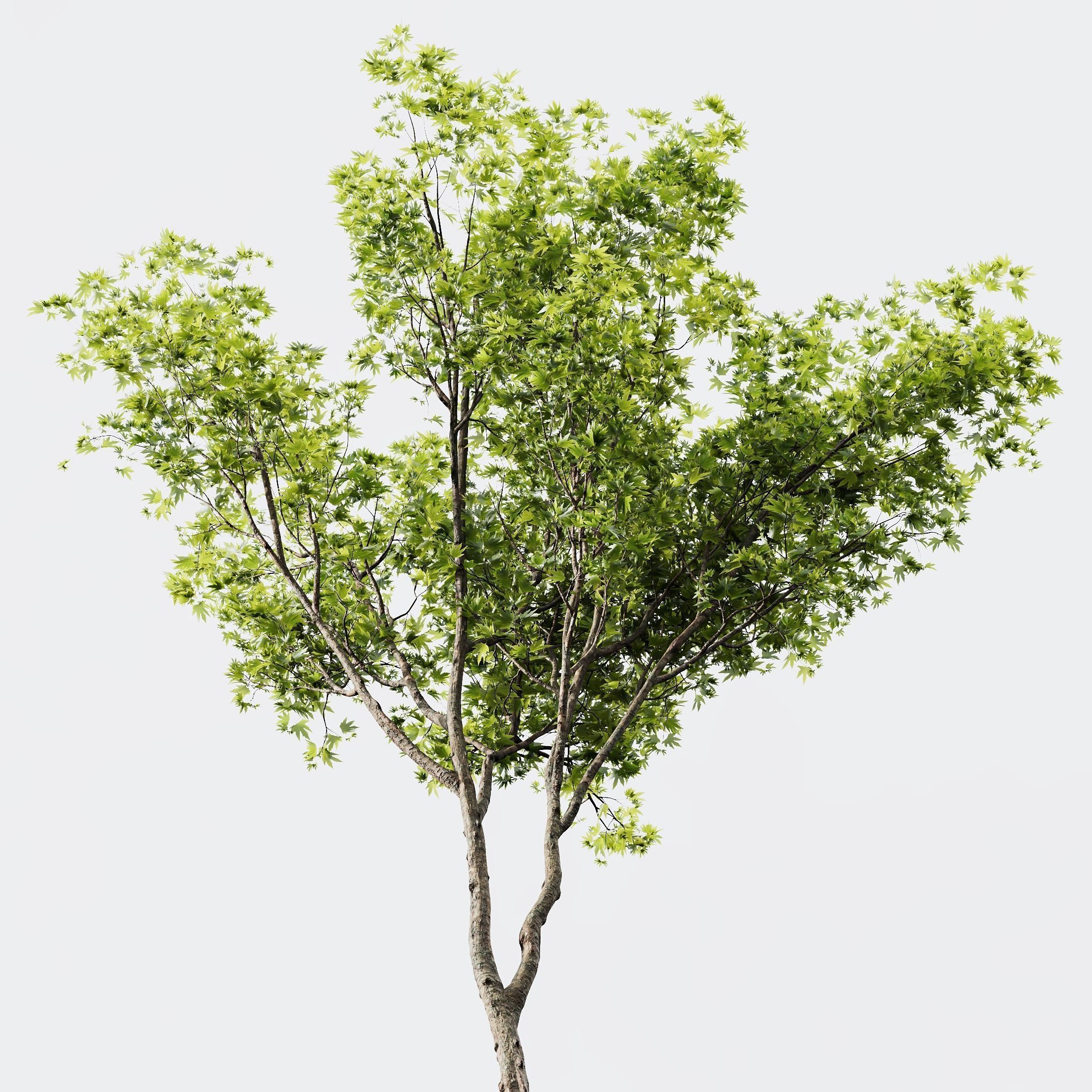 6 Different SETS of Plant Tree SET VOL142 3D Model Collection_15