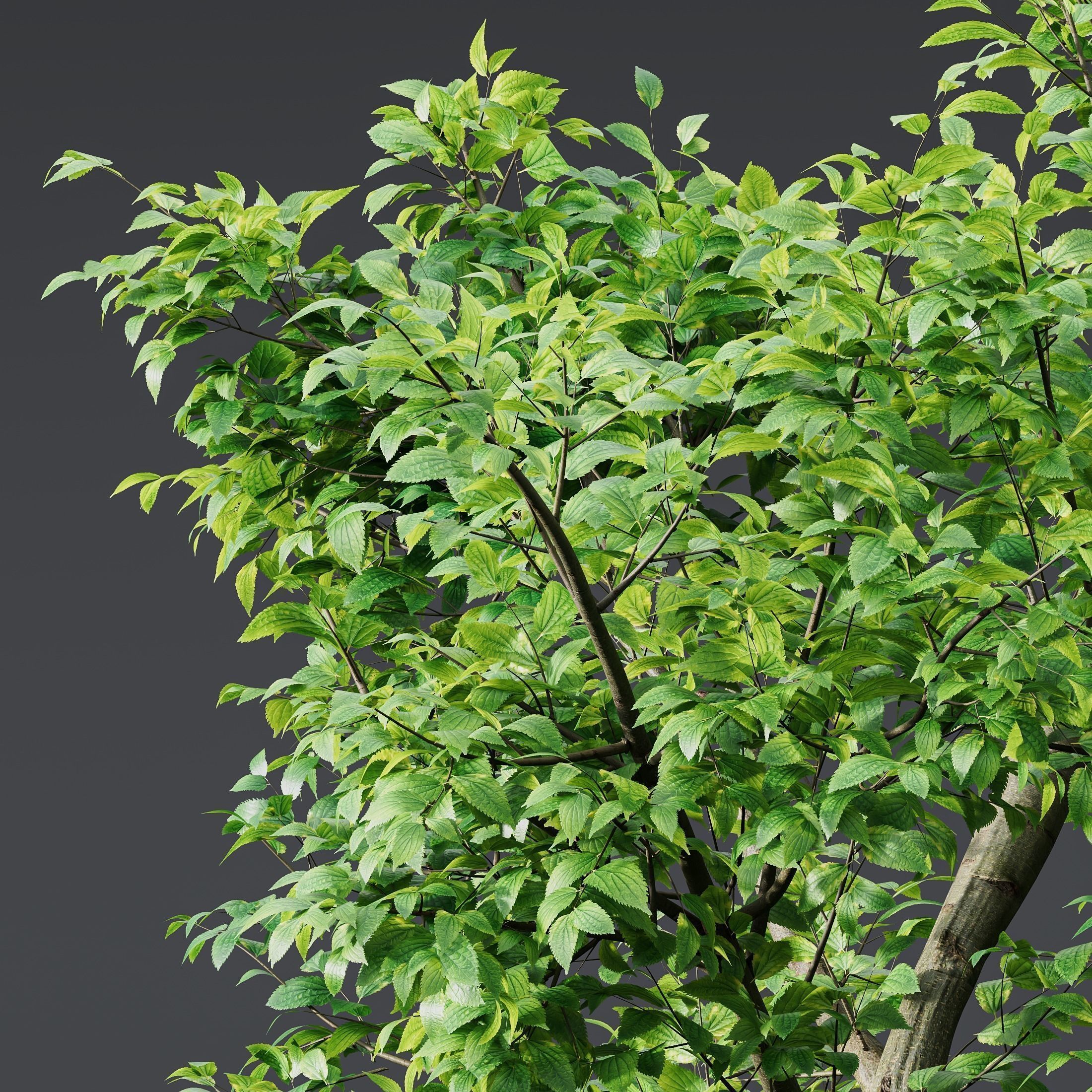 6 Different SETS of Plant Tree SET VOL142 3D Model Collection_21