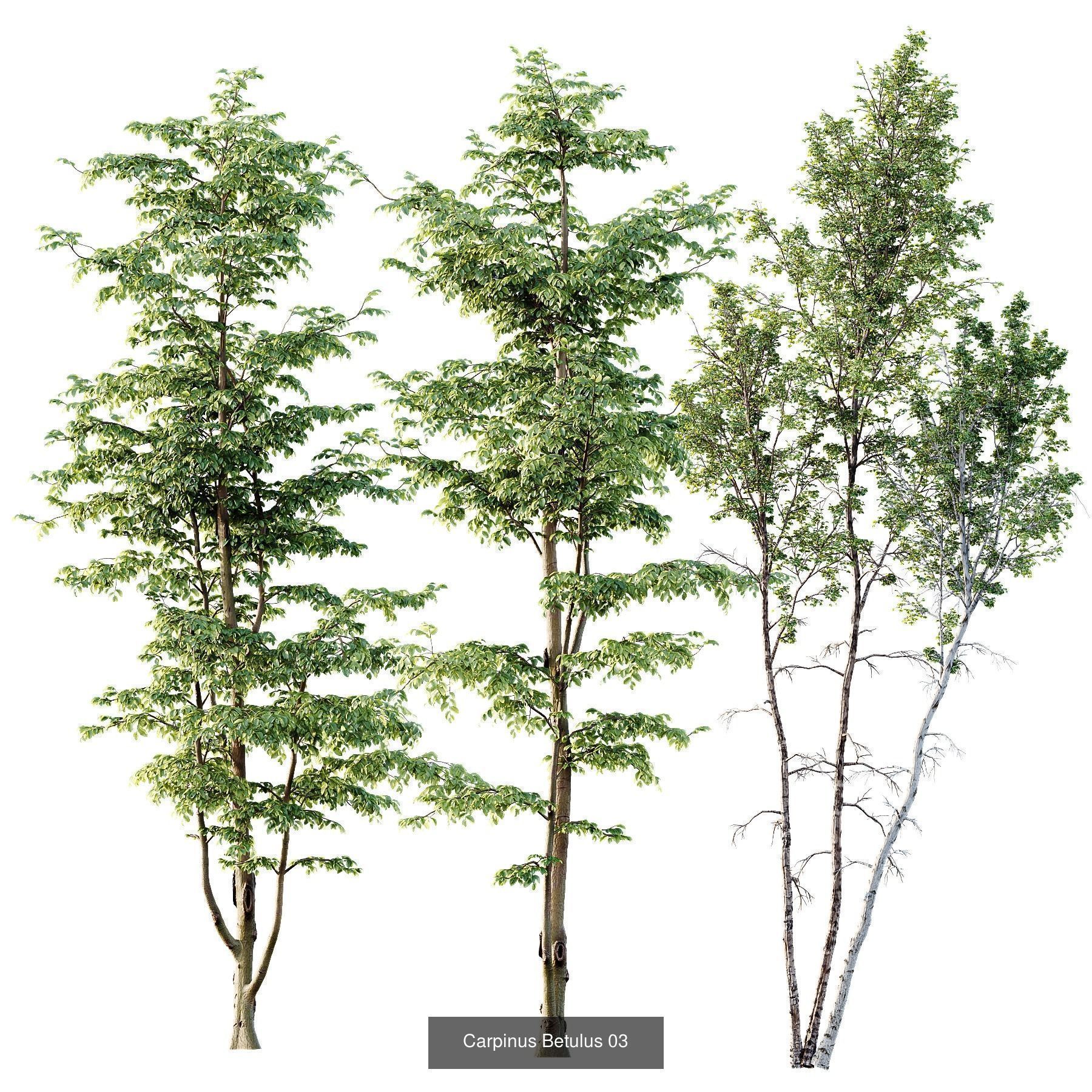 6 Different SETS of Plant Tree SET VOL142 3D Model Collection_3