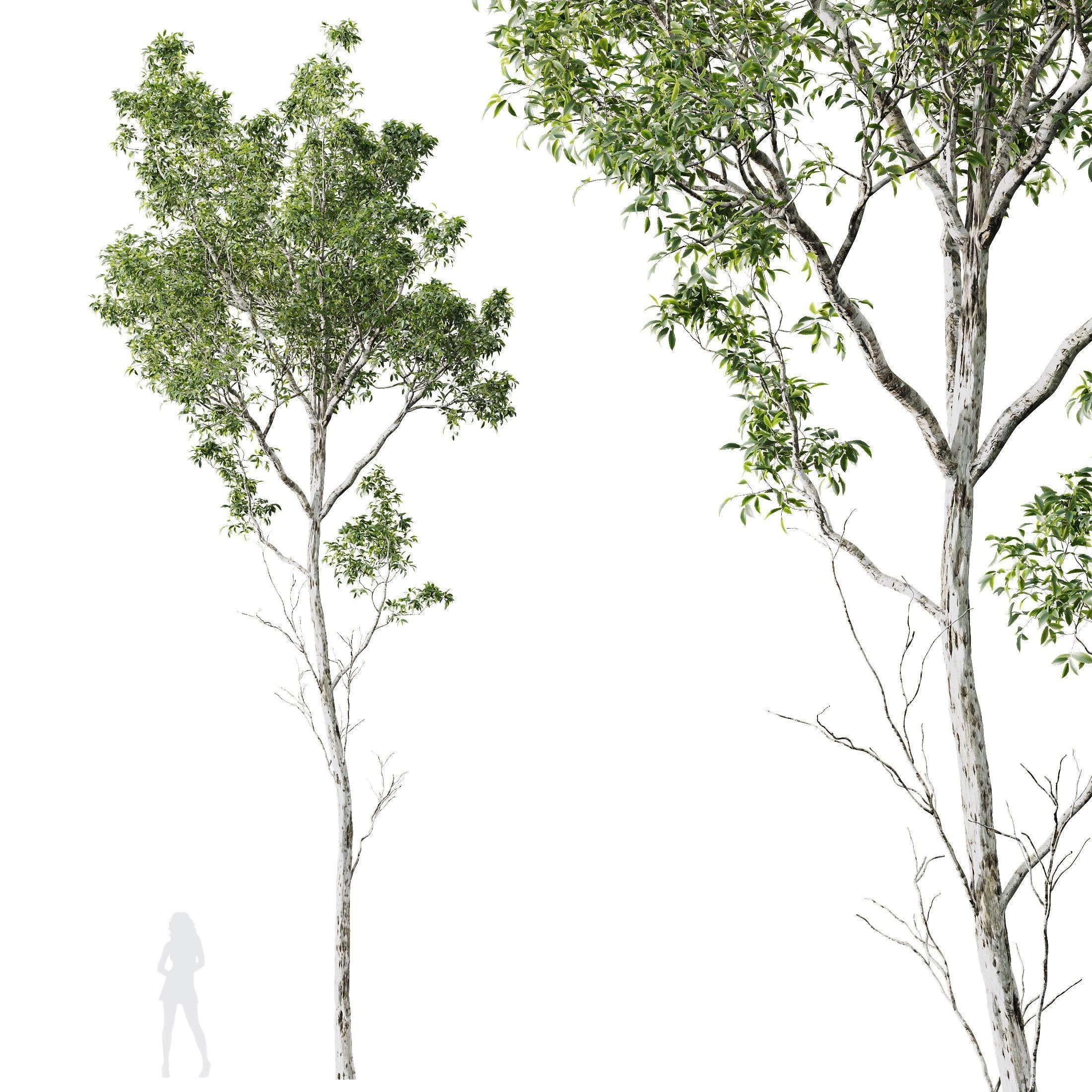 6 Different SETS of Plant Tree SET VOL142 3D Model Collection_9