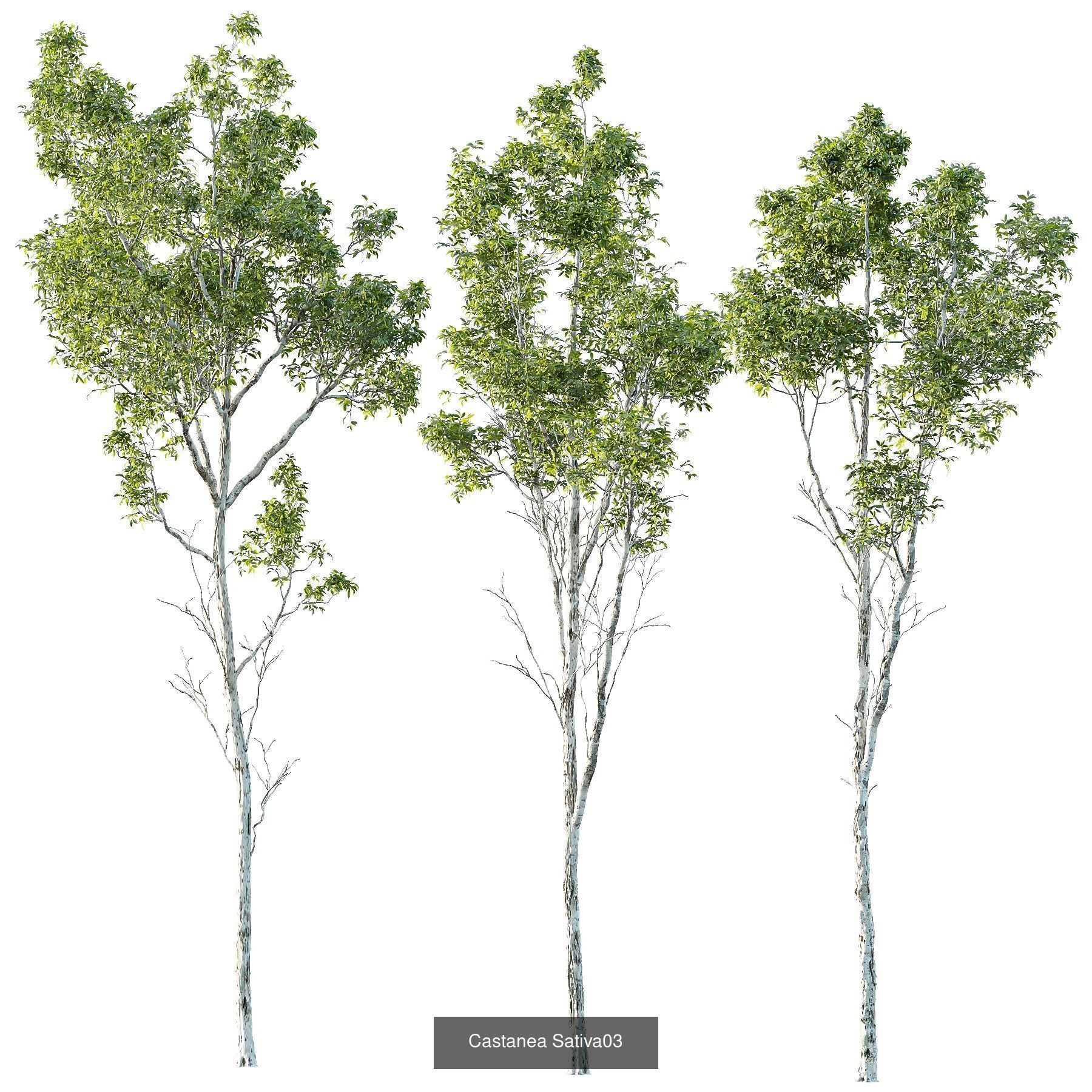 6 Different SETS of Plant Tree SET VOL142 3D Model Collection_6