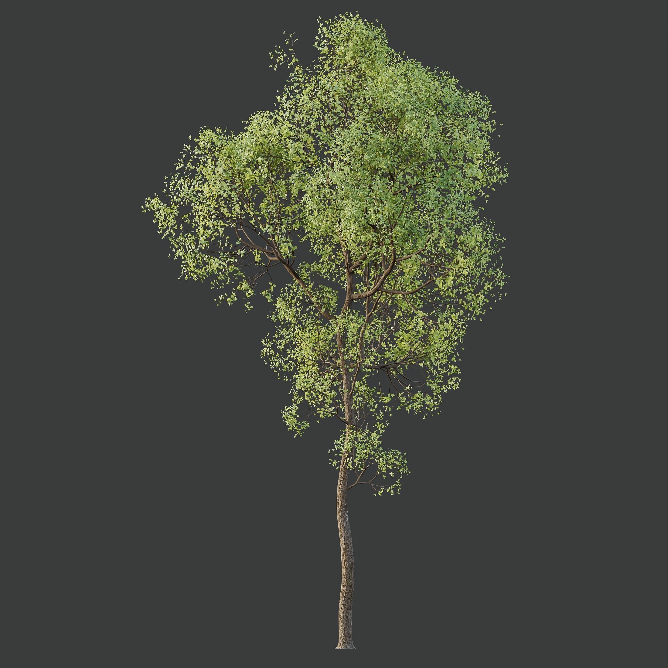 6 Different SETS of Plant Tree SET VOL143 3D Model Collection_16
