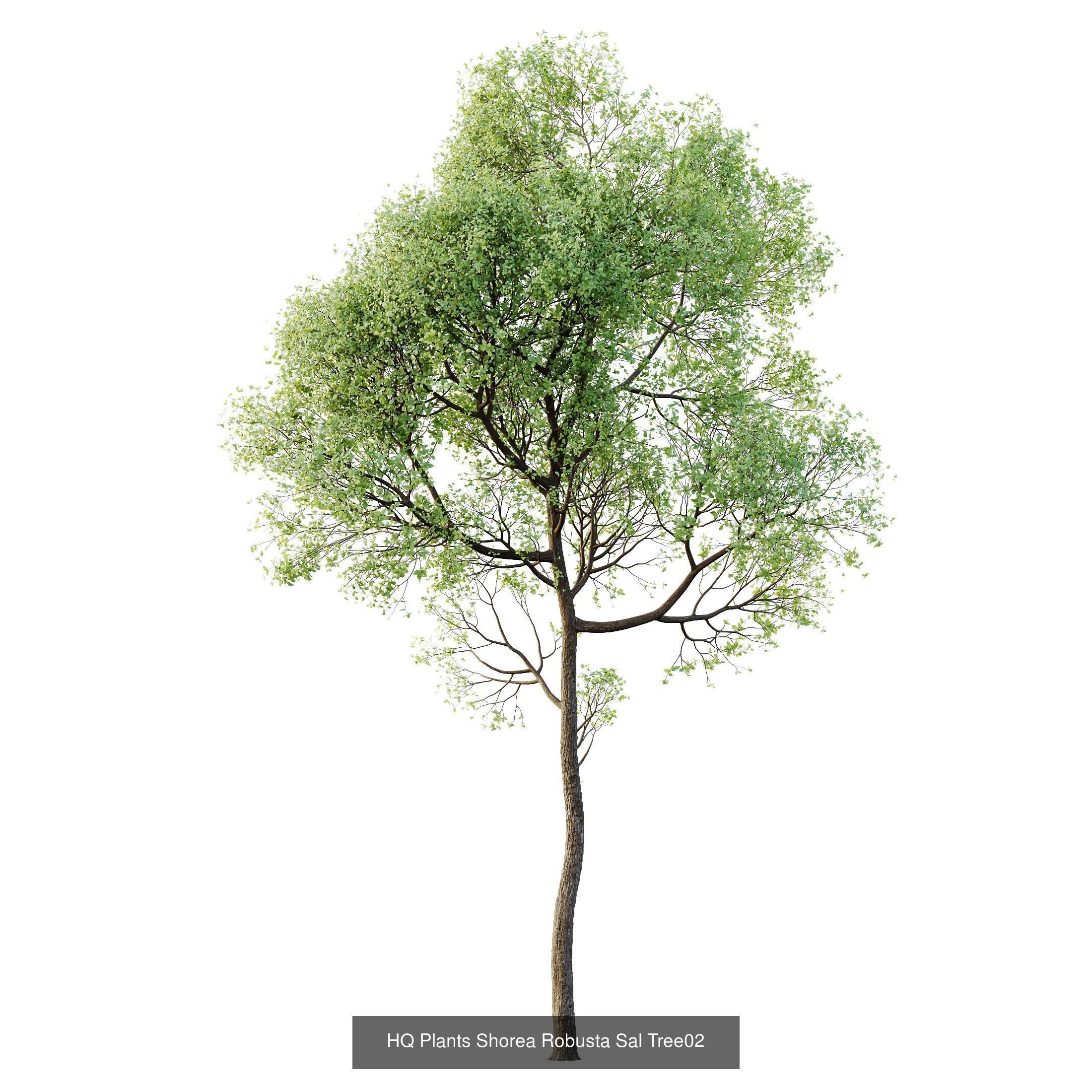 6 Different SETS of Plant Tree SET VOL143 3D Model Collection_6