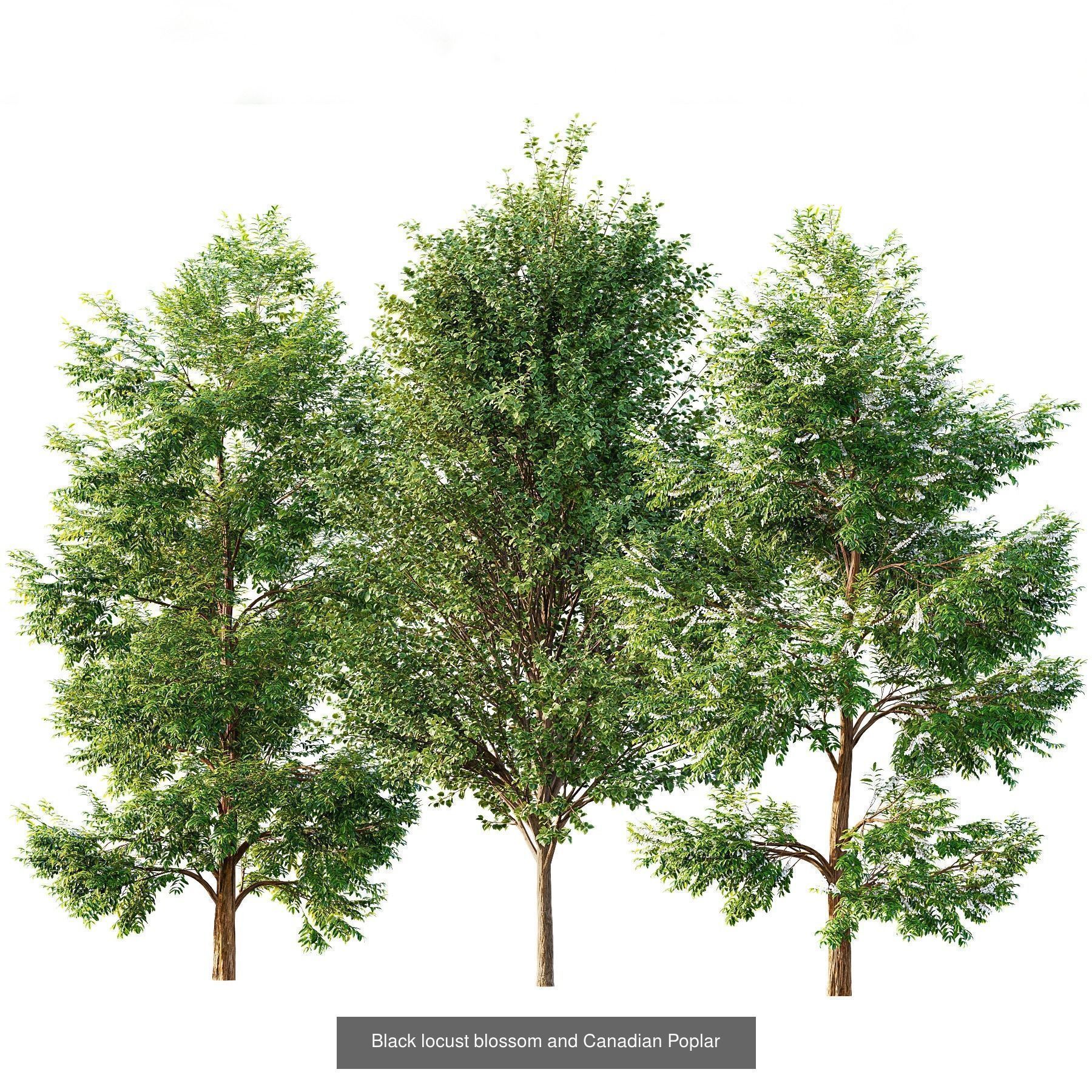 6 Different SETS of Plant Tree SET VOL143 3D Model Collection_4