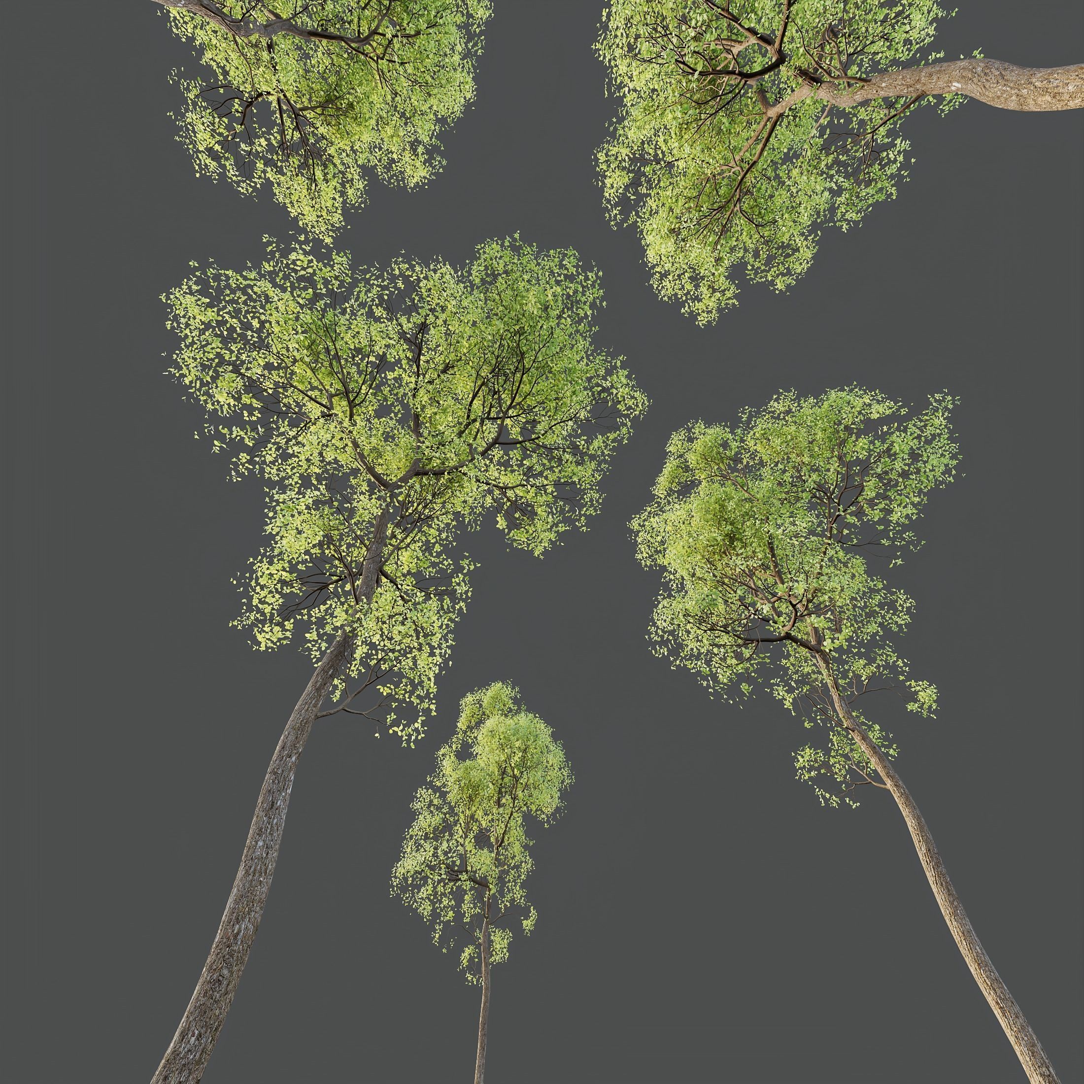 6 Different SETS of Plant Tree SET VOL143 3D Model Collection_20