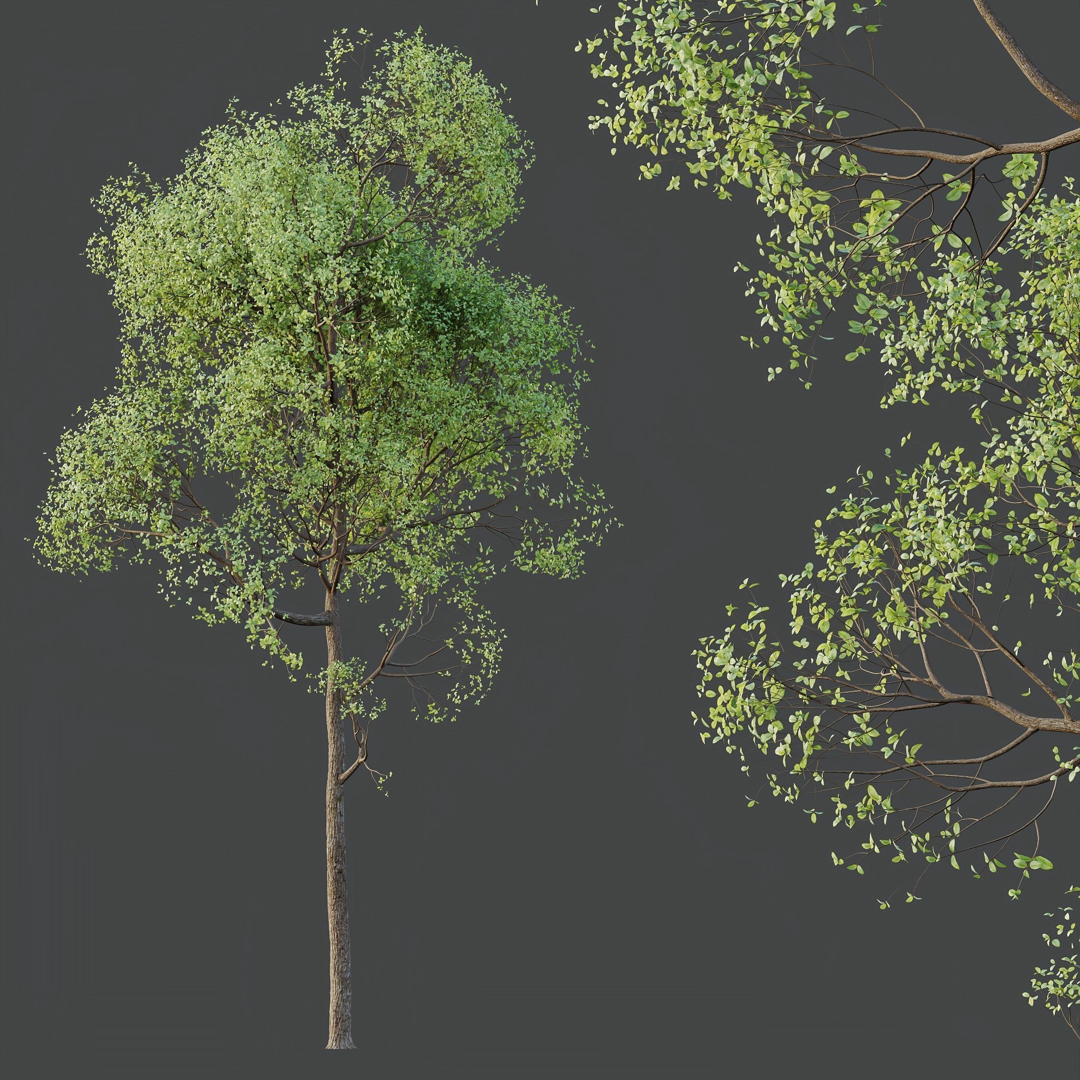 6 Different SETS of Plant Tree SET VOL143 3D Model Collection_19
