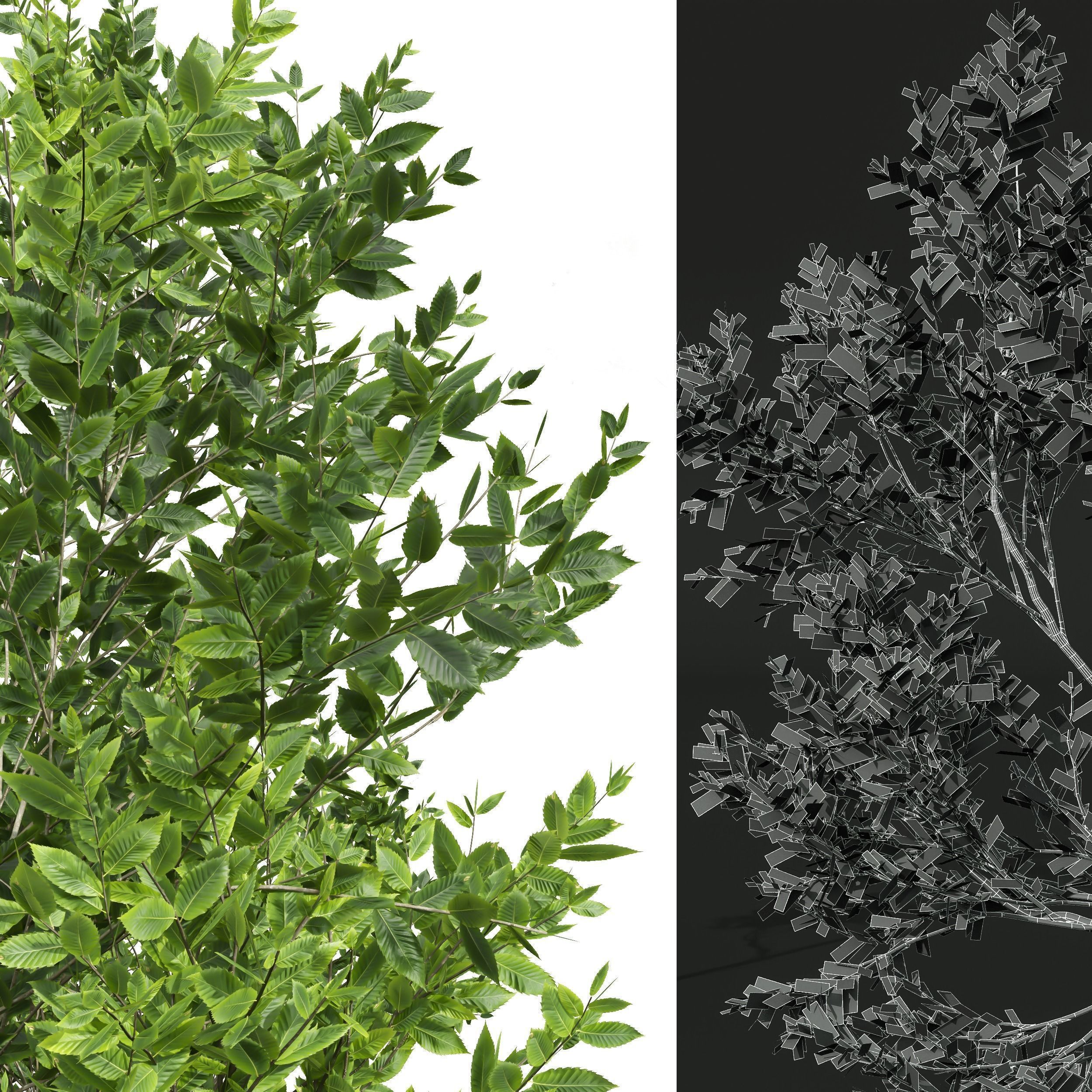 6 Different SETS of Plant Tree SET VOL143 3D Model Collection_23