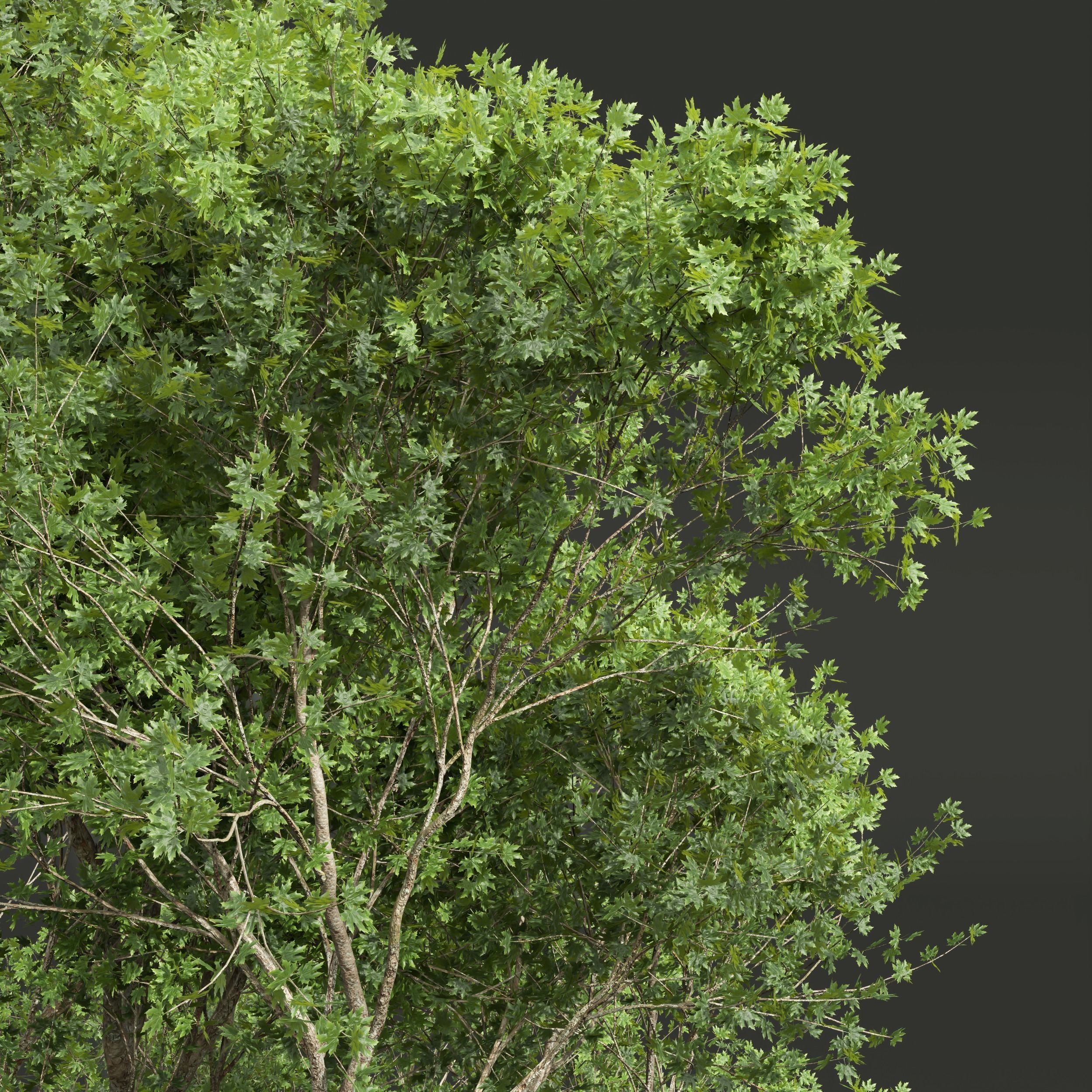 6 Different SETS of Plant Tree SET VOL143 3D Model Collection_14