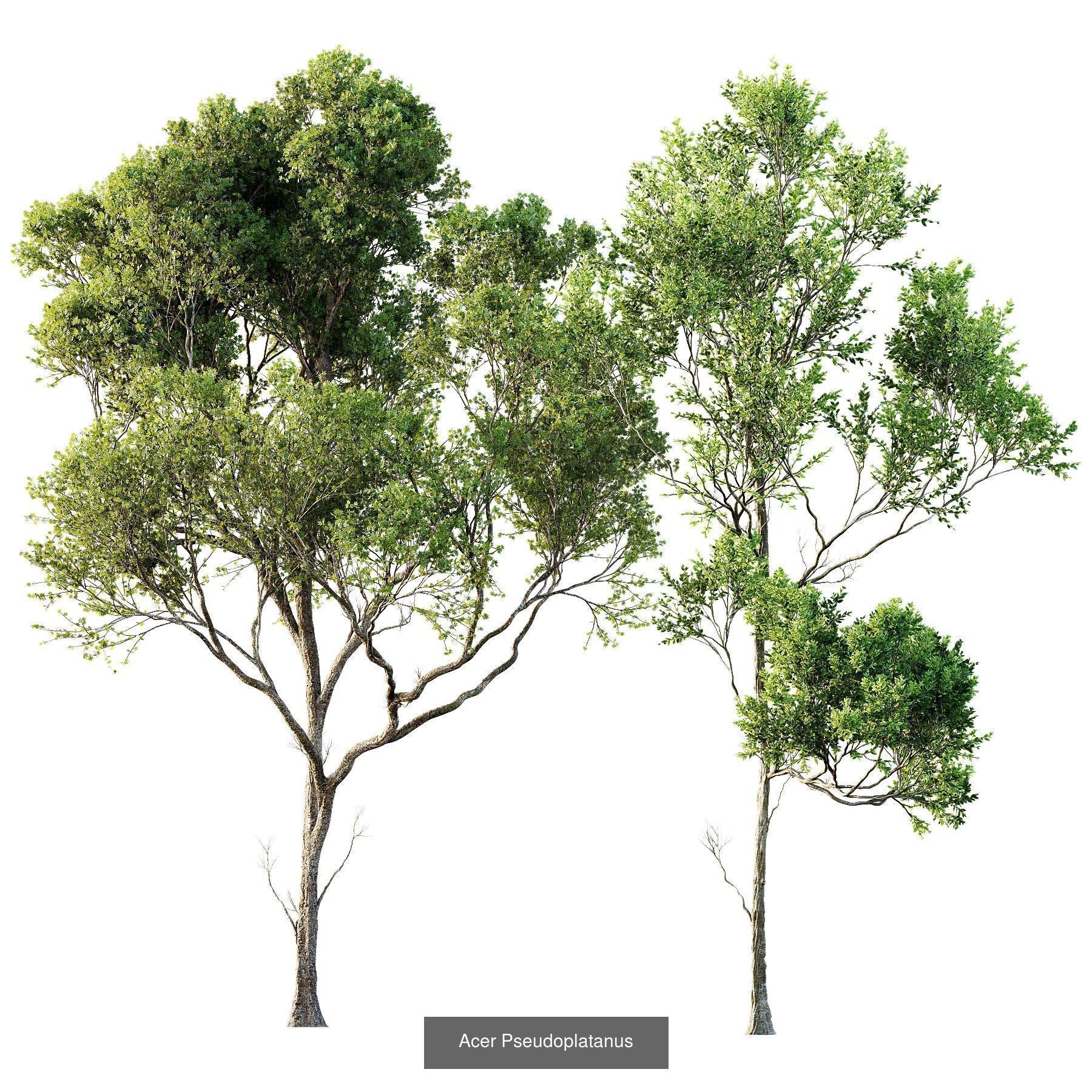 6 Different SETS of Plant Tree SET VOL143 3D Model Collection_2