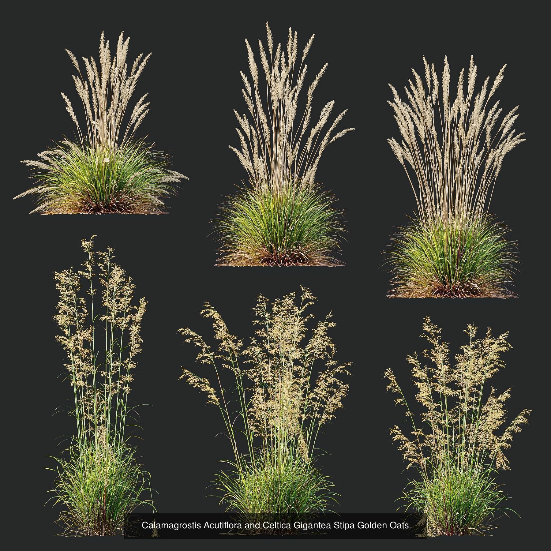 6 Different SETS of Plant Bush and Grass SET VOL145 3D Model Collection_4