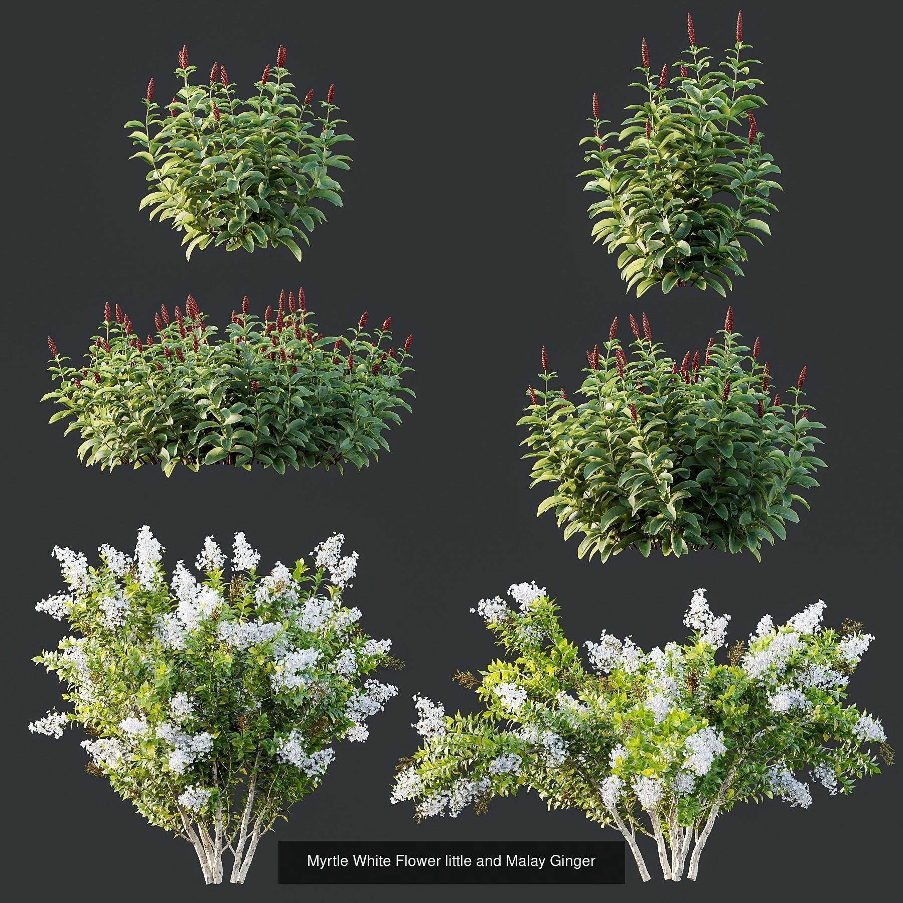 6 Different SETS of Plant Bush and Grass SET VOL145 3D Model Collection_3