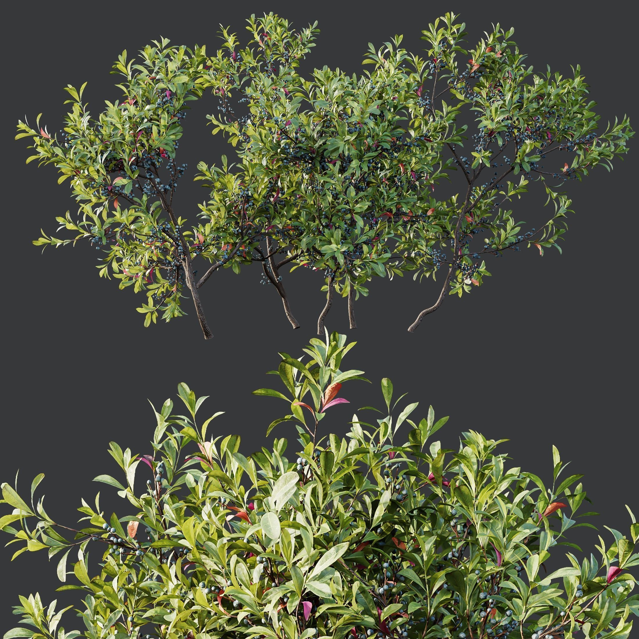 6 Different SETS of Plant Bush and Grass SET VOL145 3D Model Collection_16