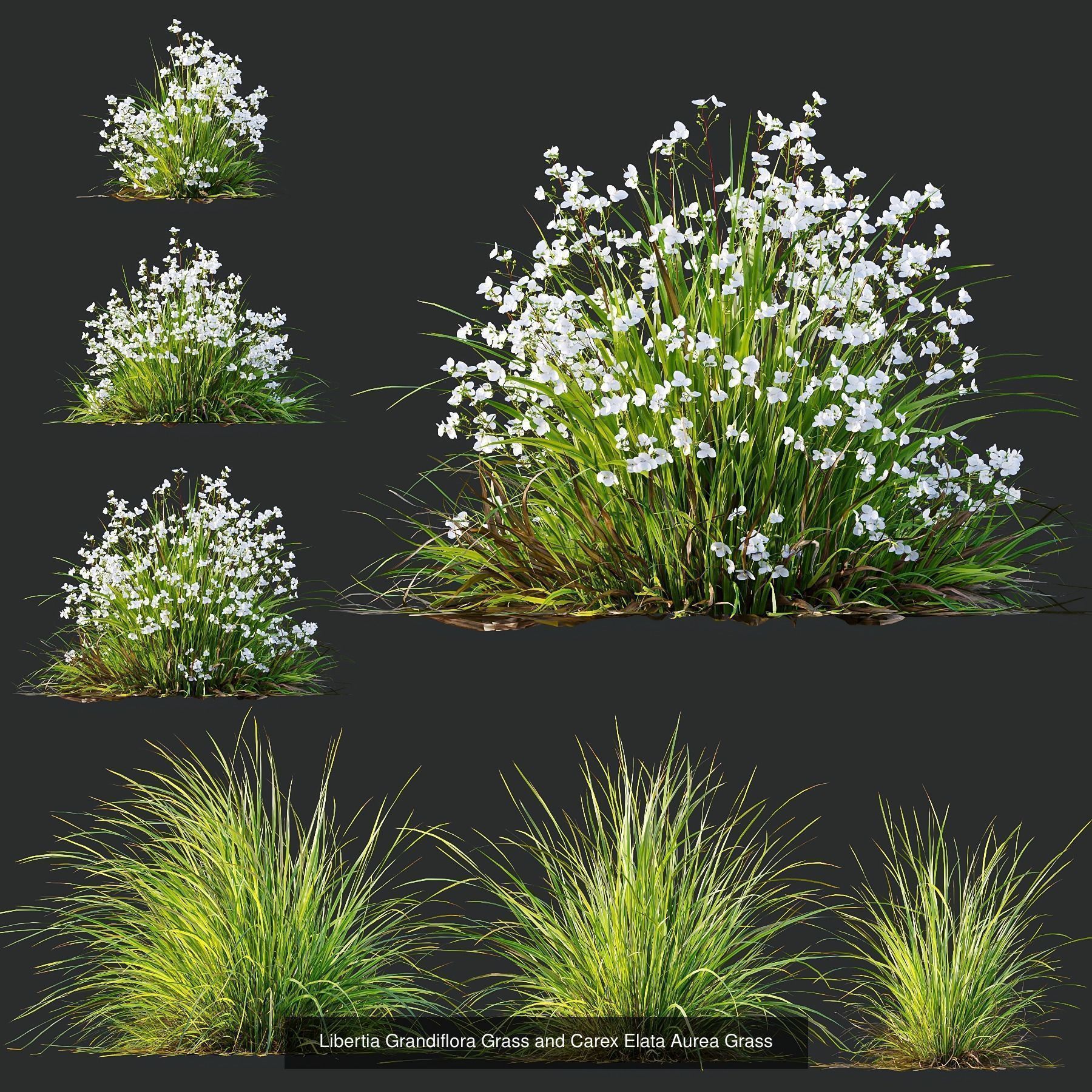 6 Different SETS of Plant Bush and Grass SET VOL145 3D Model Collection_2
