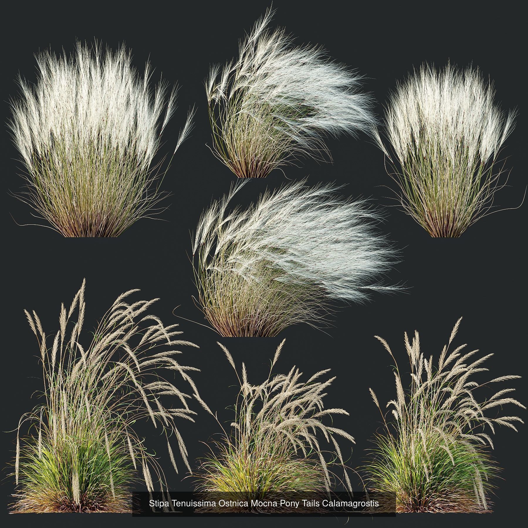 6 Different SETS of Plant Bush and Grass SET VOL145 3D Model Collection_5