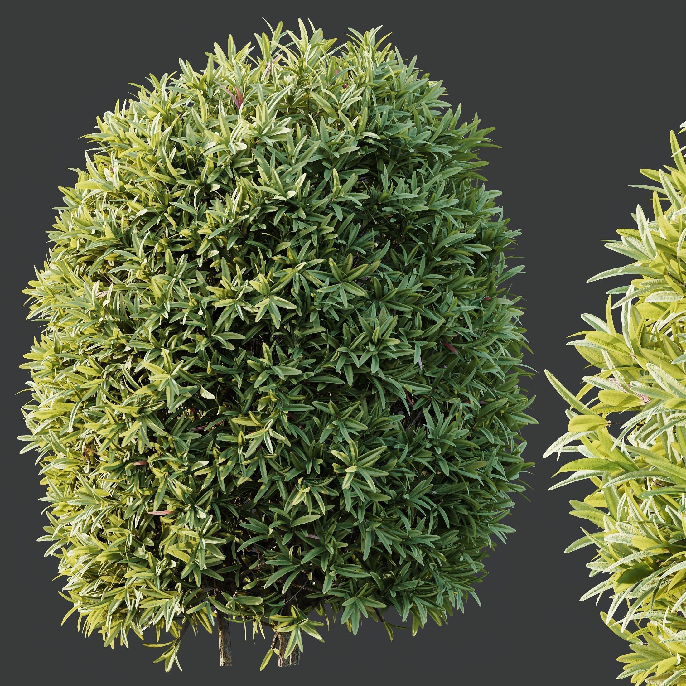 6 Different SETS of Plant Bush and Grass SET VOL145 3D Model Collection_20