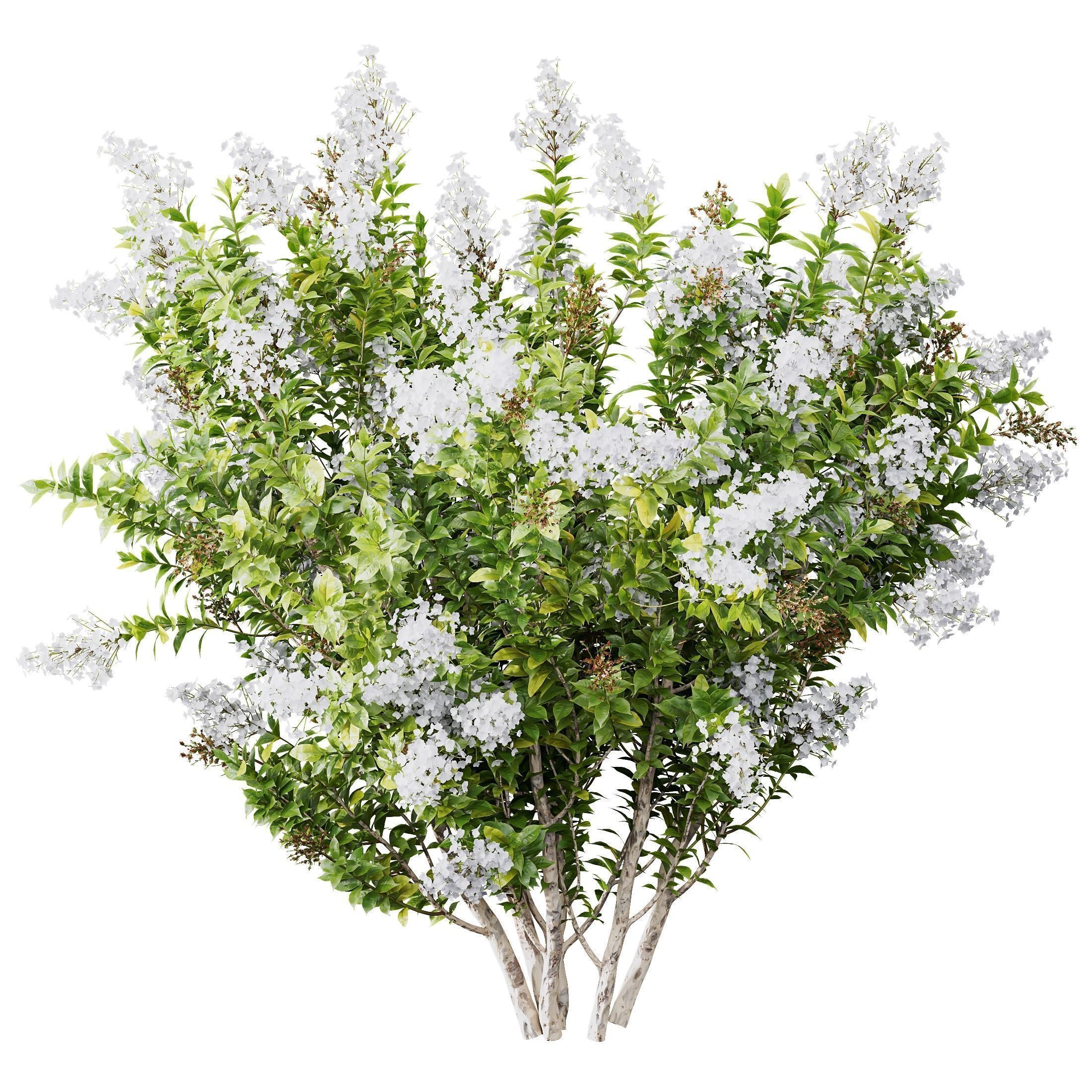 6 Different SETS of Plant Bush and Grass SET VOL145 3D Model Collection_19