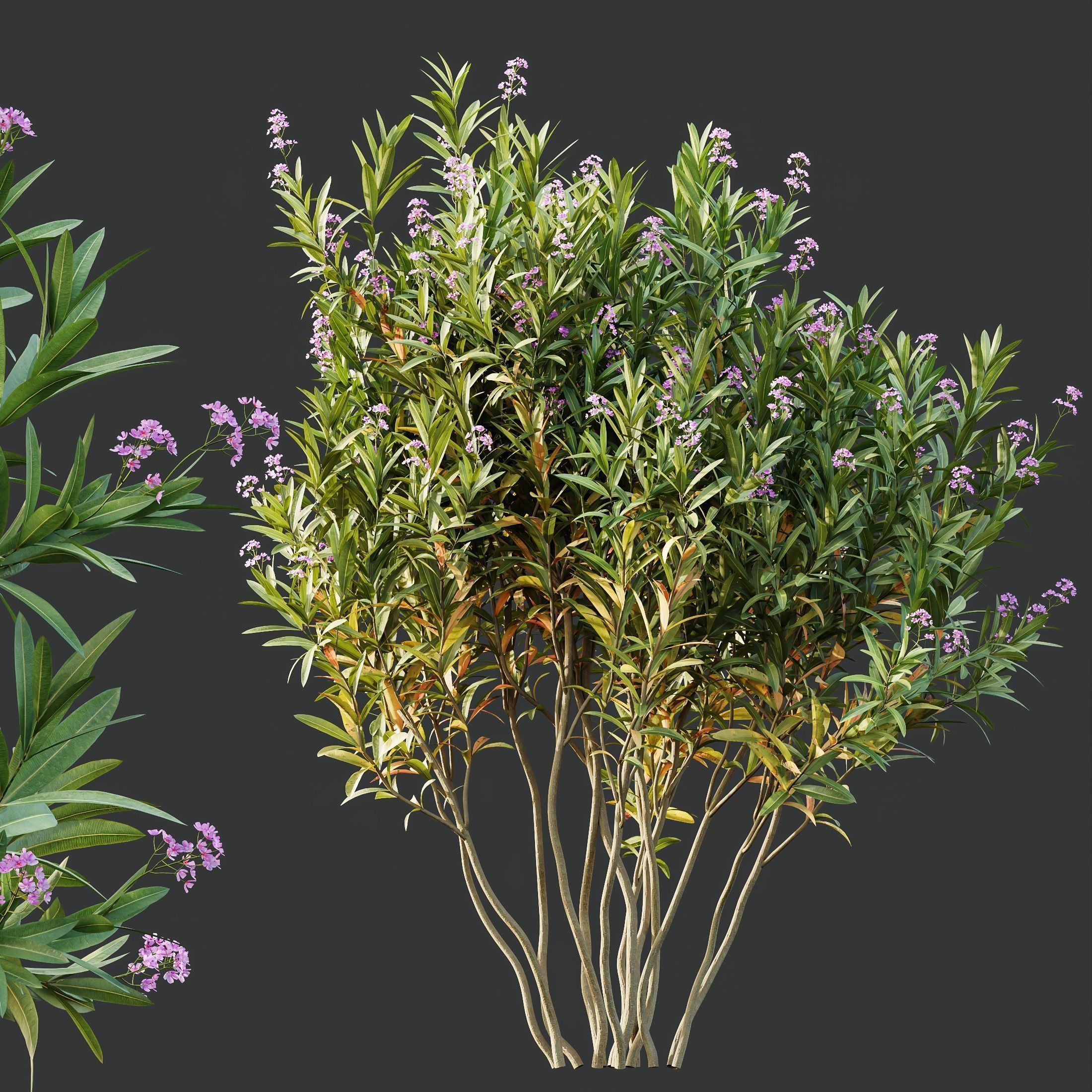 6 Different SETS of Plant Bush and Grass SET VOL145 3D Model Collection_15