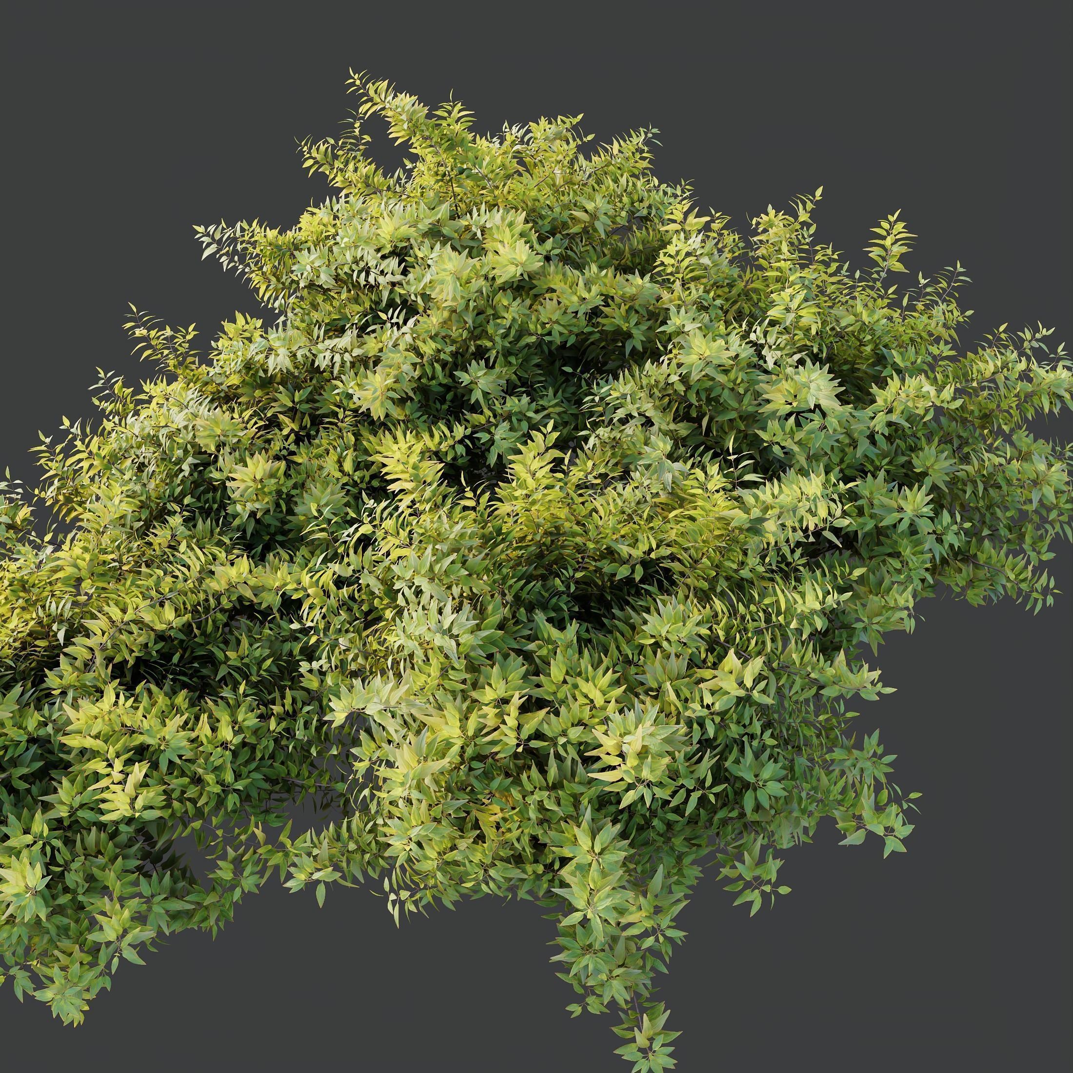 6 Different SETS of Plant Bush and Grass SET VOL145 3D Model Collection_21