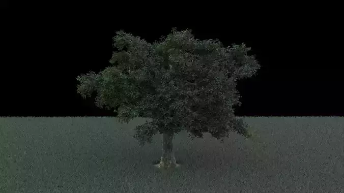 European Hornbeam Carpinus betulus