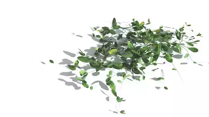 EVERYPlant Beach Morning Glory LowPoly 1 --14 Models-- Low-poly 3D model
