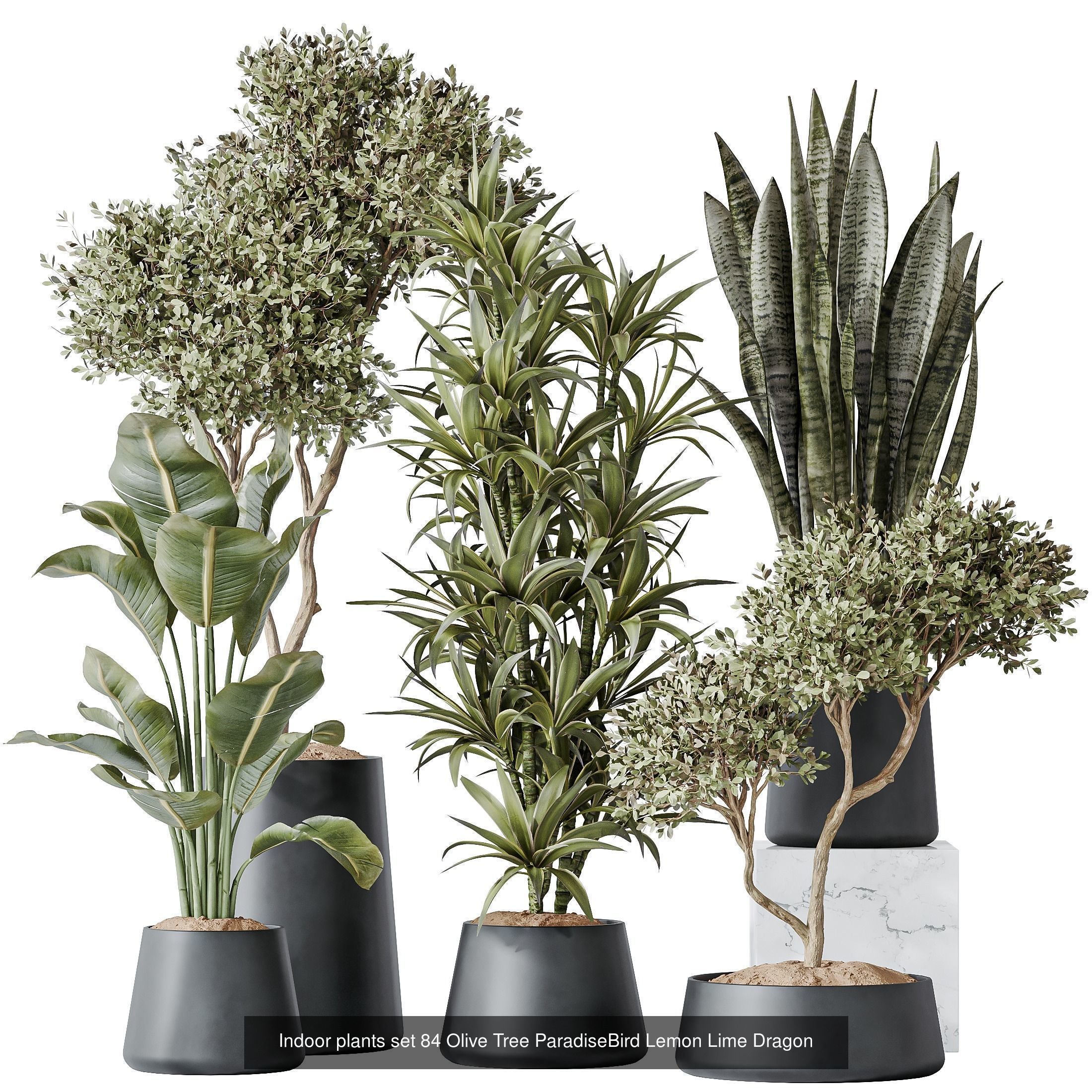 12 Different SETS of Plant Indoor SET VOL148 3D Model Collection_6