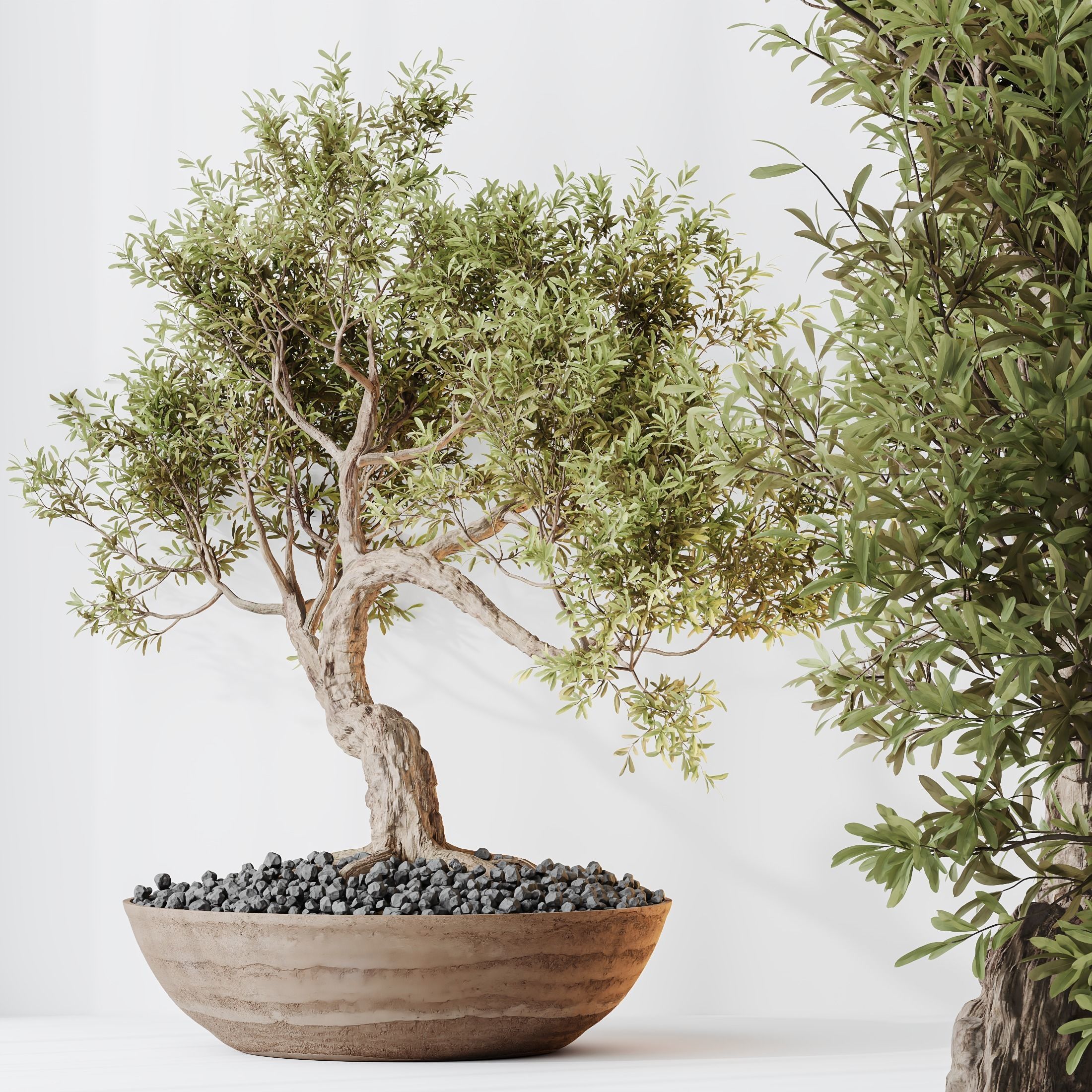 12 Different SETS of Plant Indoor SET VOL148 3D Model Collection_29