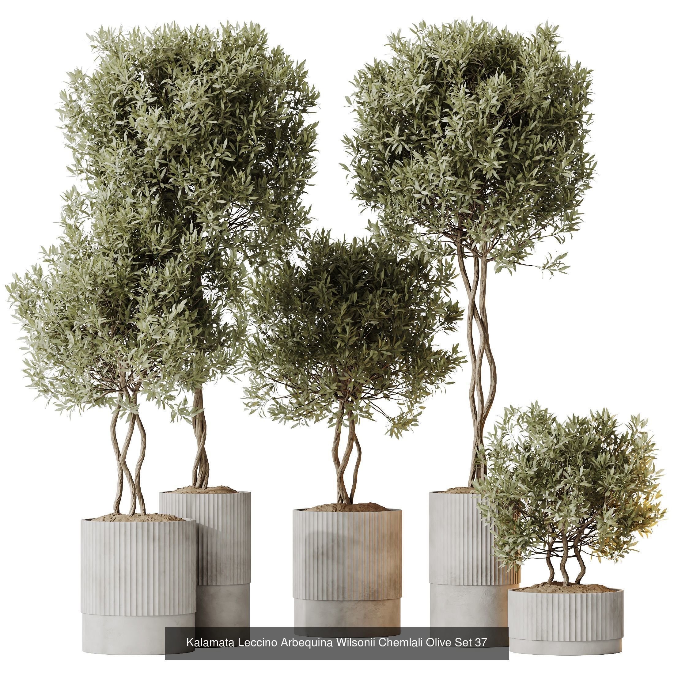 12 Different SETS of Plant Indoor SET VOL148 3D Model Collection_7