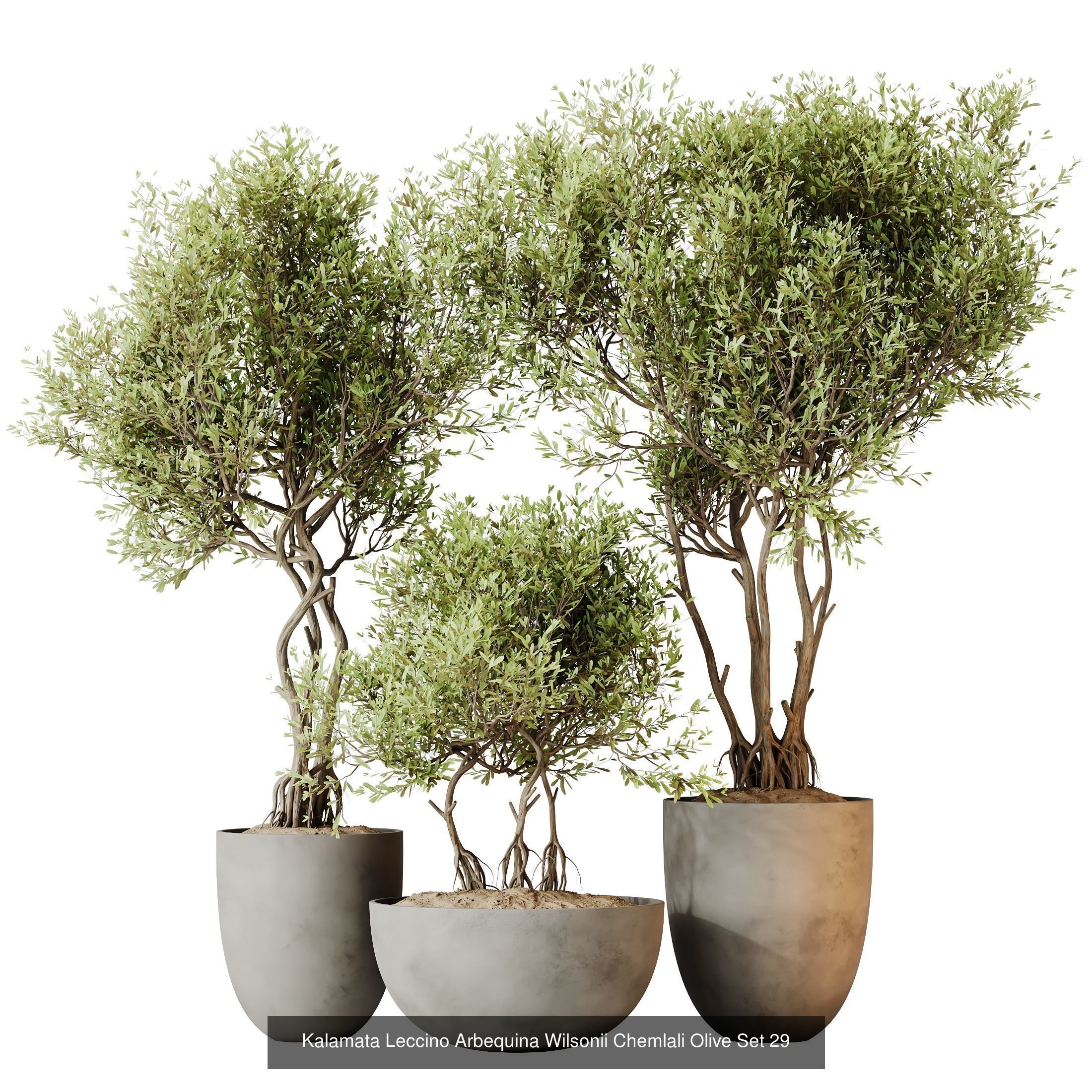 12 Different SETS of Plant Indoor SET VOL151 3D Model Collection_12