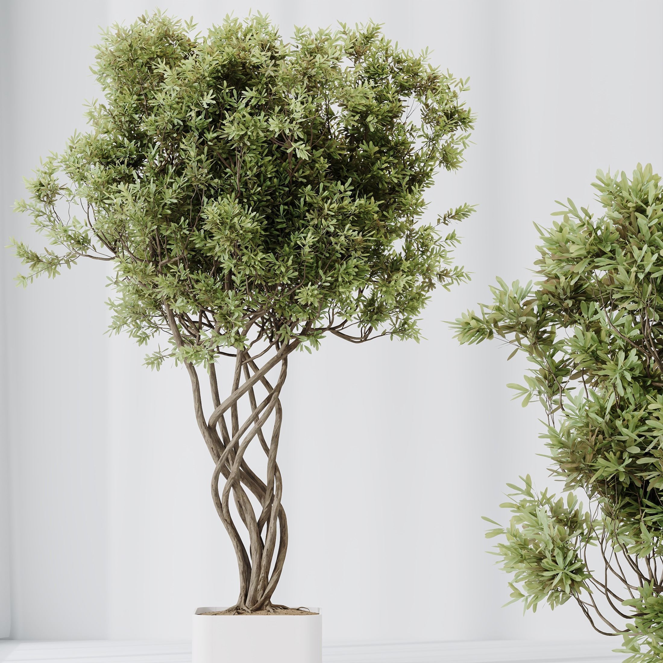 12 Different SETS of Plant Indoor SET VOL151 3D Model Collection_25