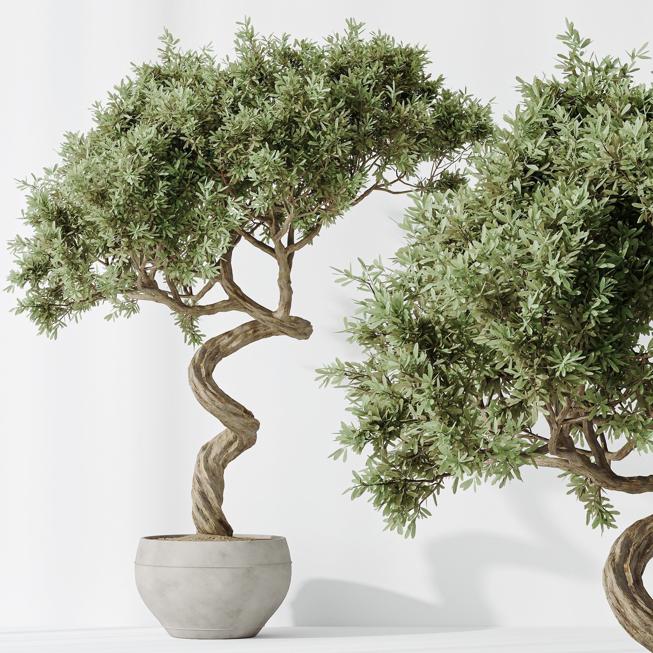 12 Different SETS of Plant Indoor SET VOL153 3D Model Collection_43