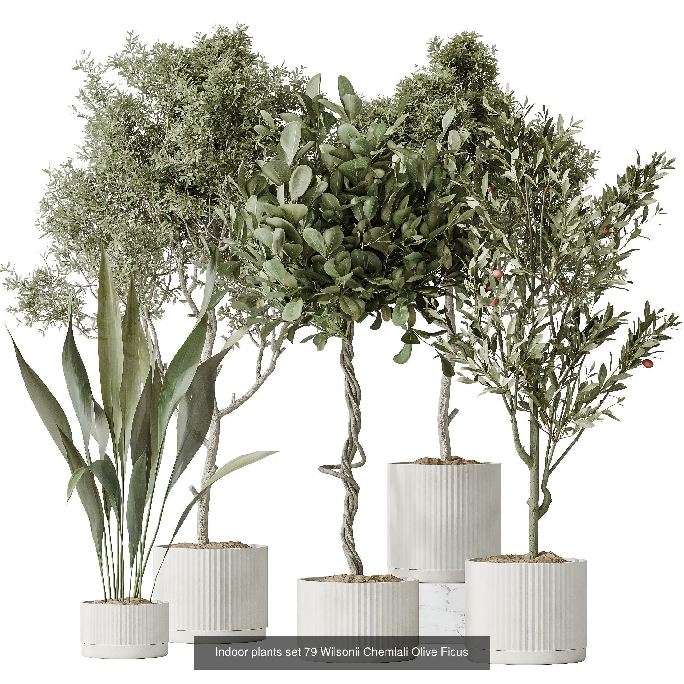 12 Different SETS of Plant Indoor SET VOL153 3D Model Collection_5