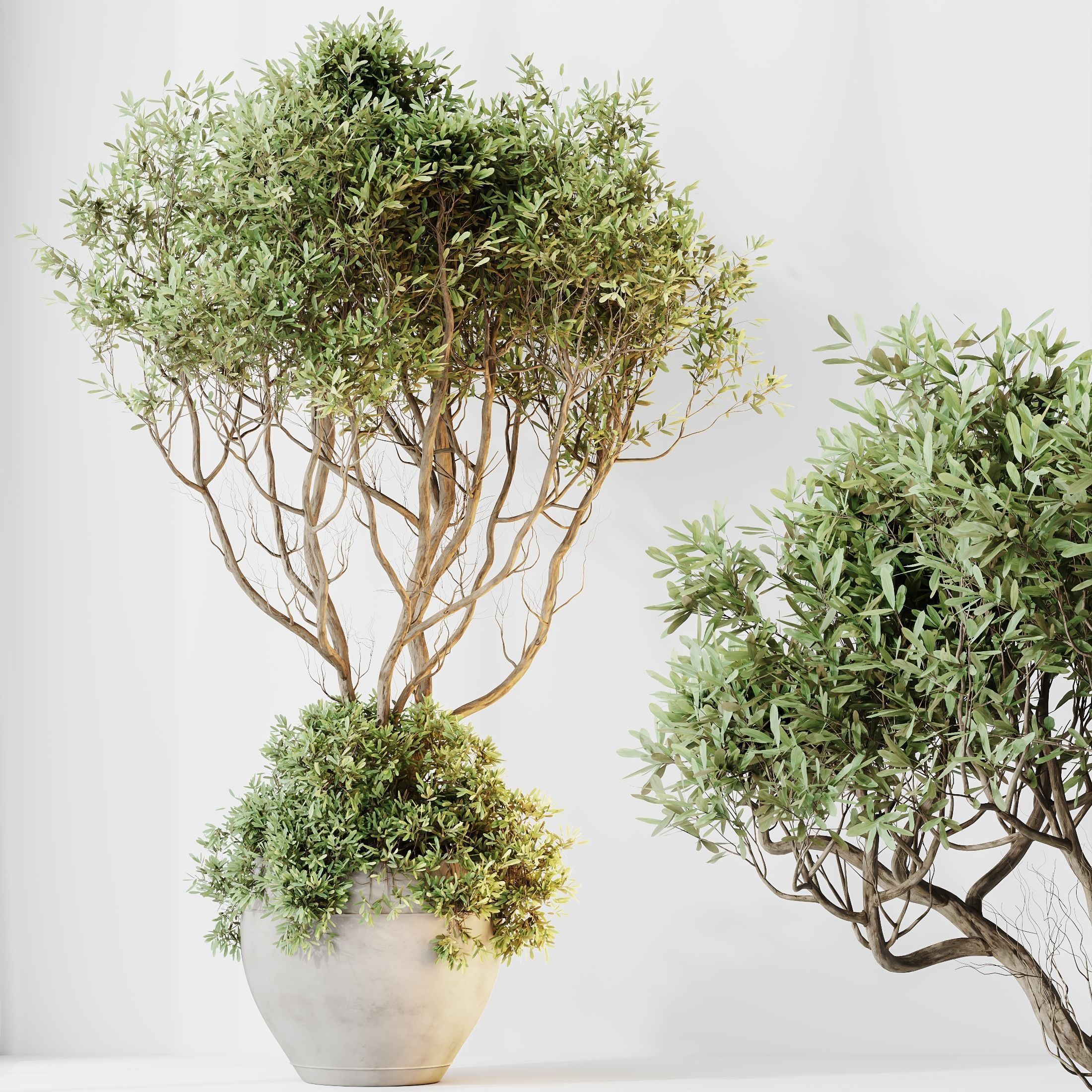 12 Different SETS of Plant Indoor SET VOL153 3D Model Collection_39