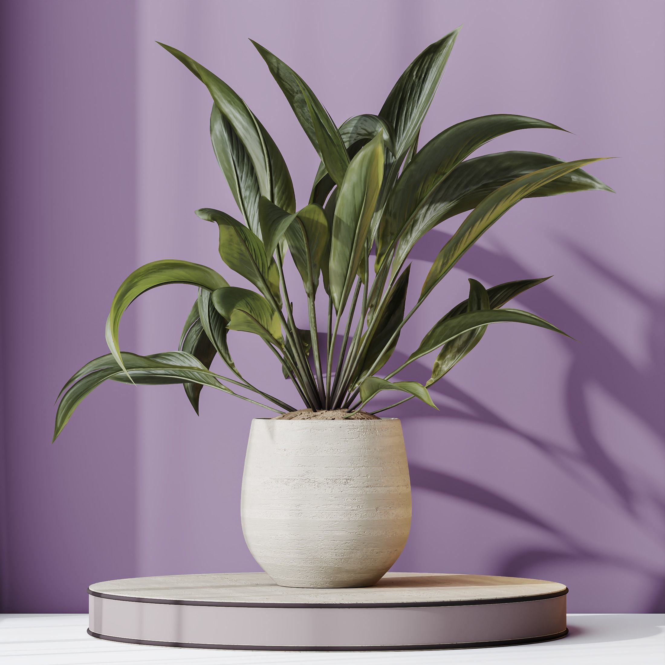 Plants Spathiphyllum Wallisii Bellini Peace Lily Domino Set02 3D model_1